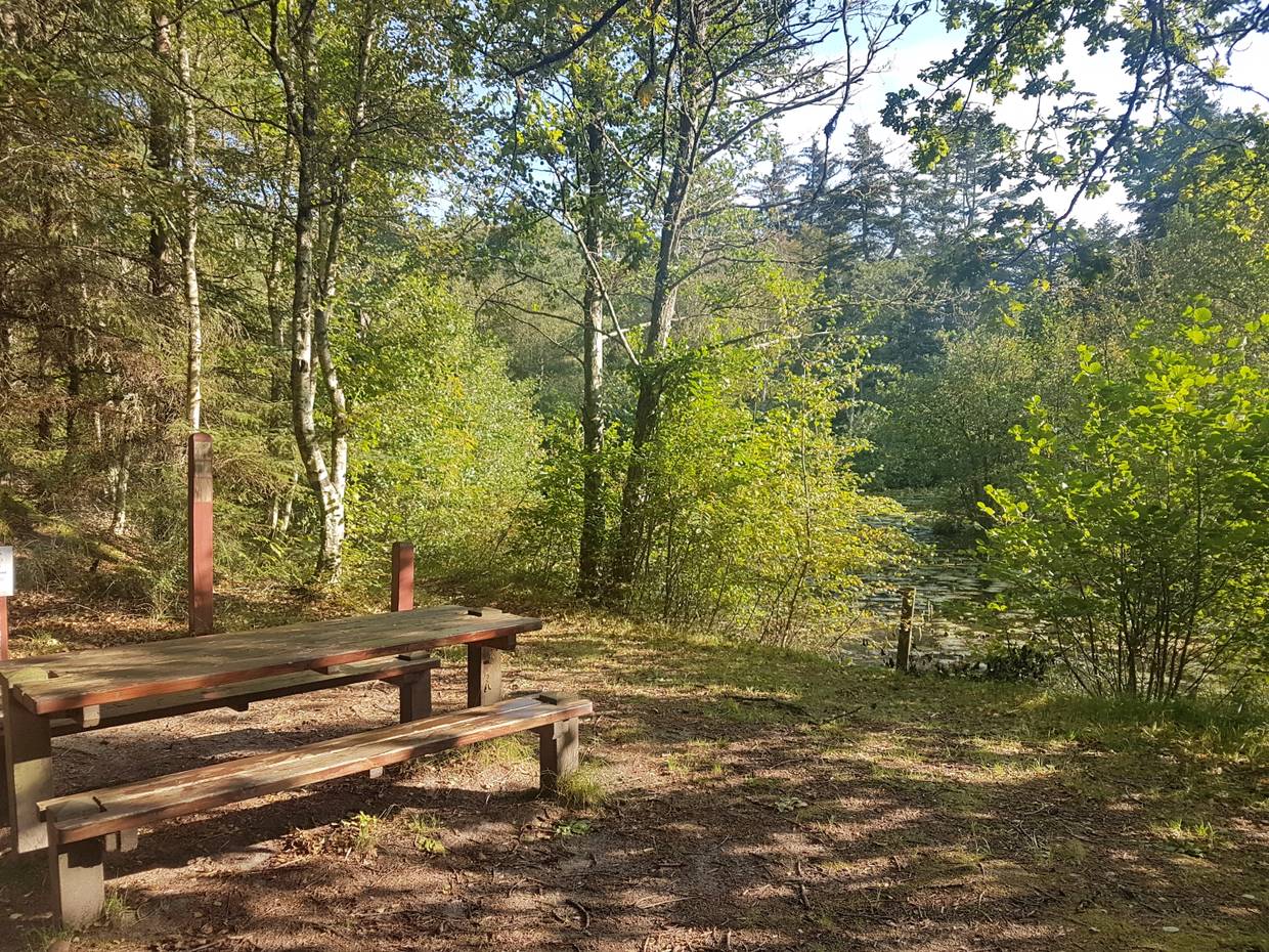 Picknickplatz am Seeufer unter Bäumen im Herbst