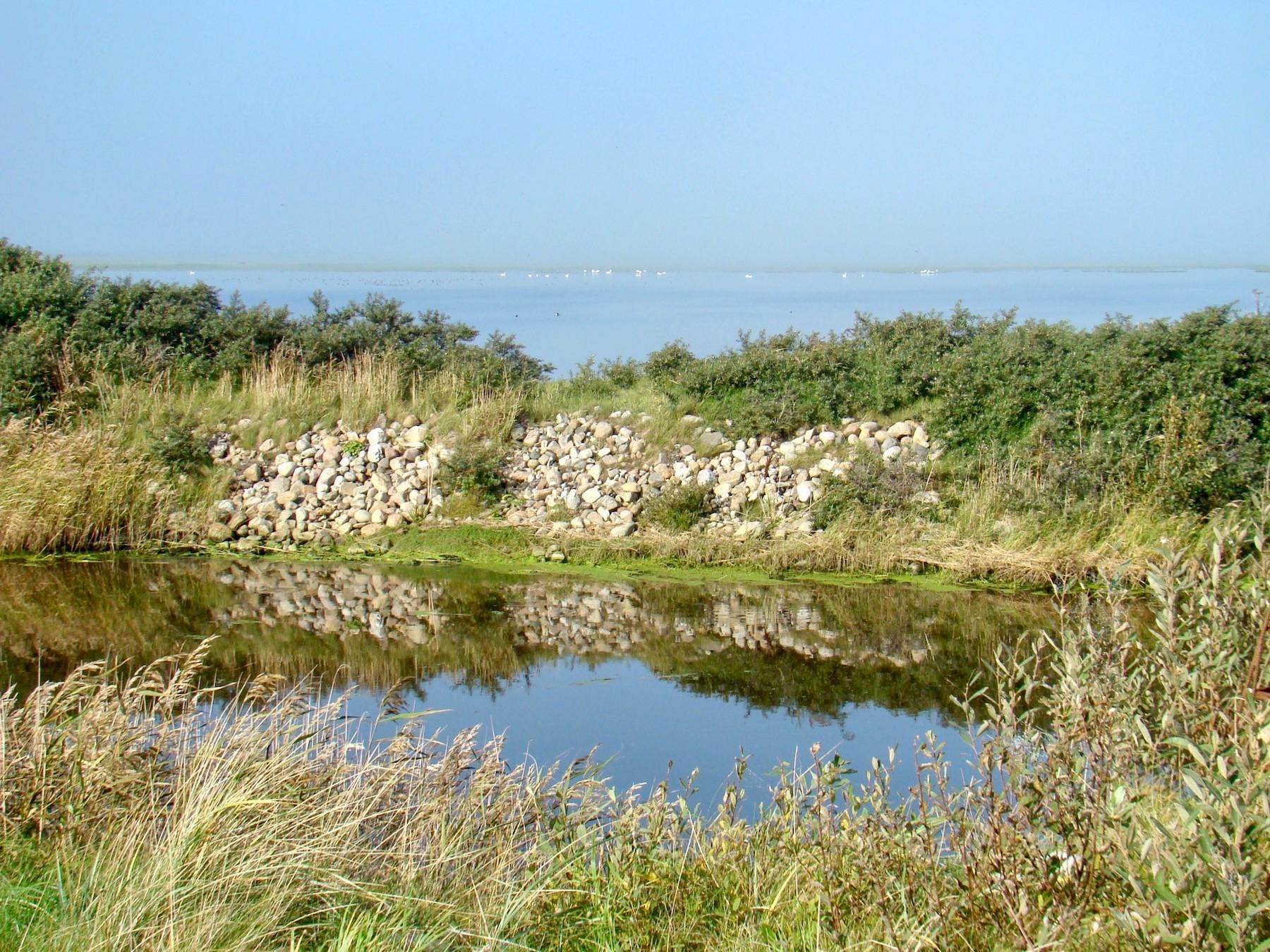 Blick über eine Lagunenlandschaft mit Gänsen und Schwänen