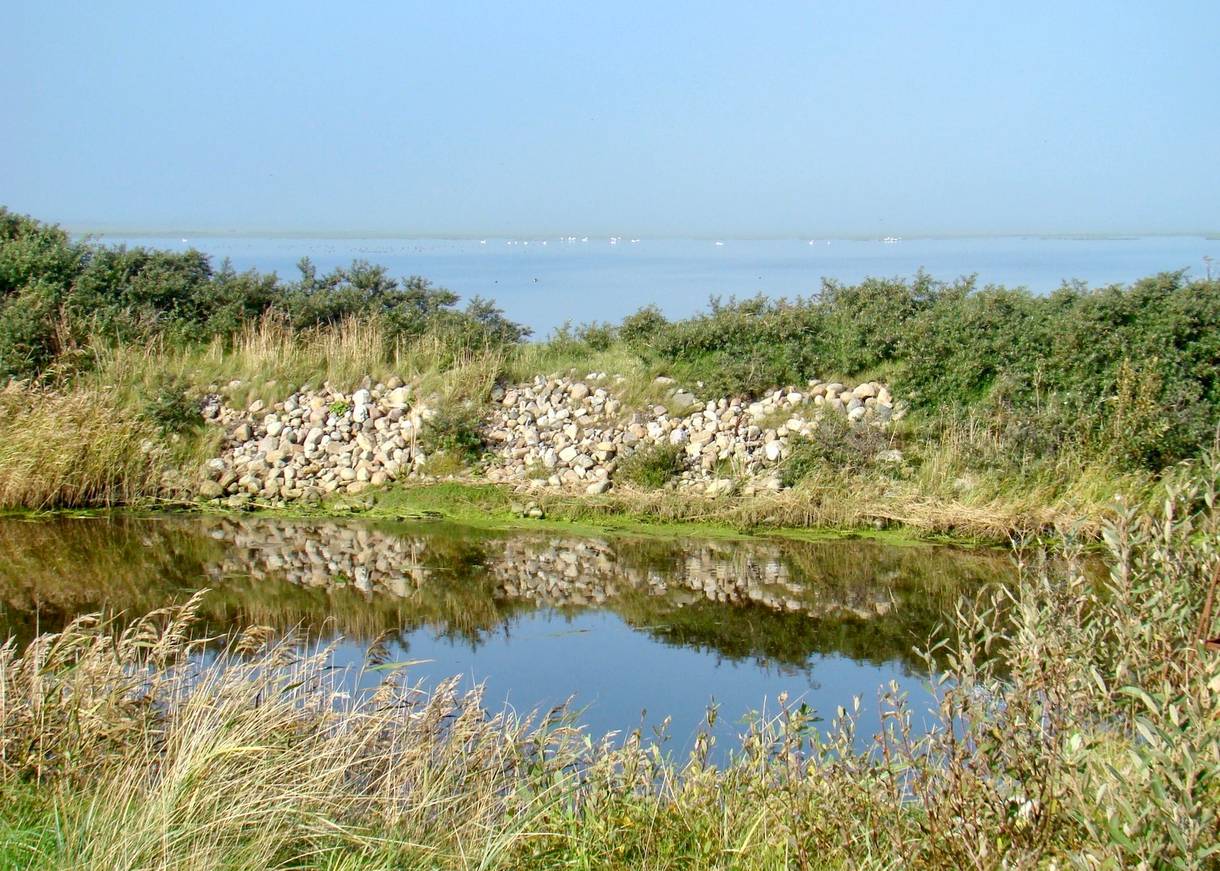 Blick über eine Lagunenlandschaft mit Gänsen und Schwänen