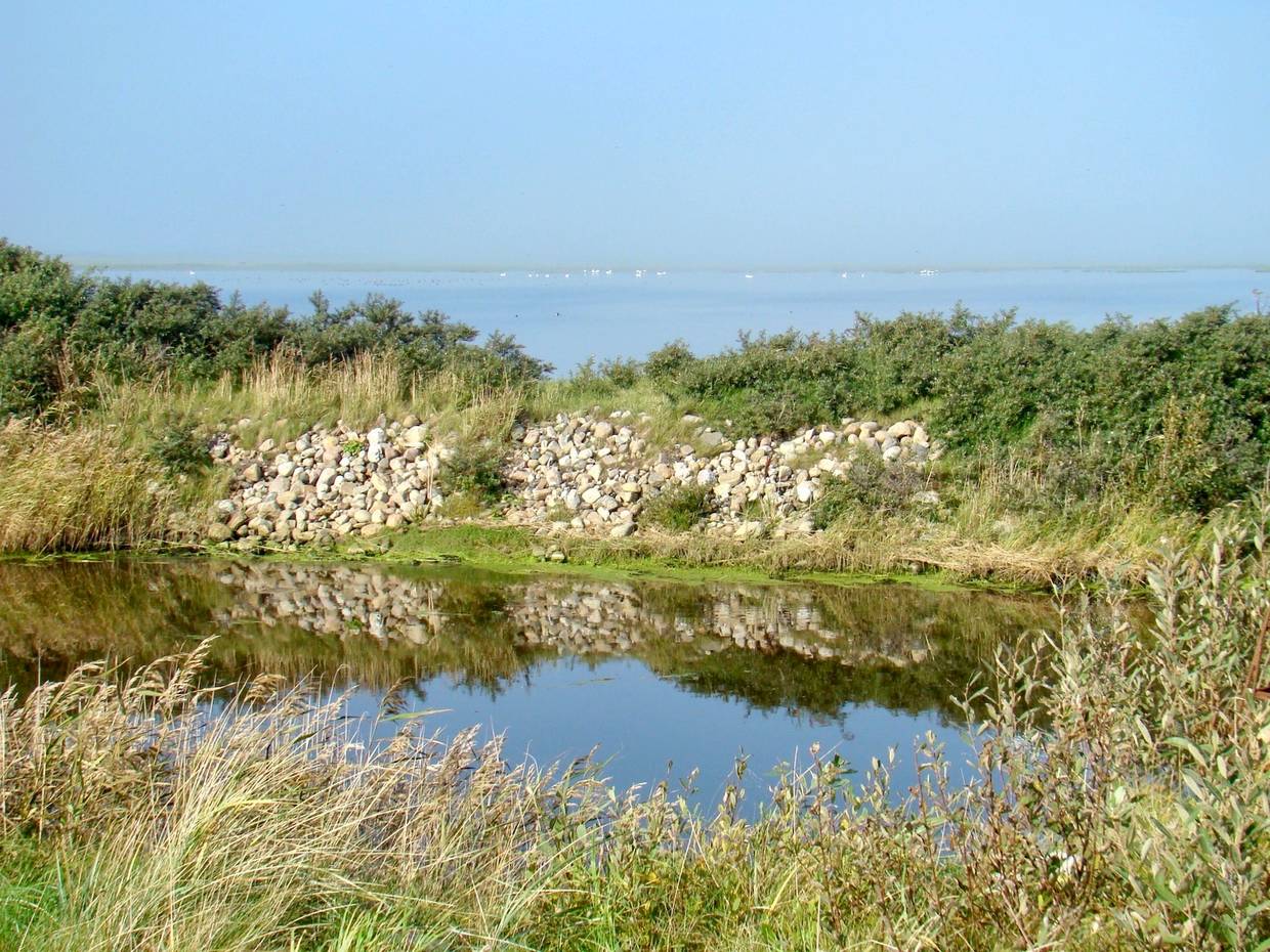 Blick über eine Lagunenlandschaft mit Gänsen und Schwänen