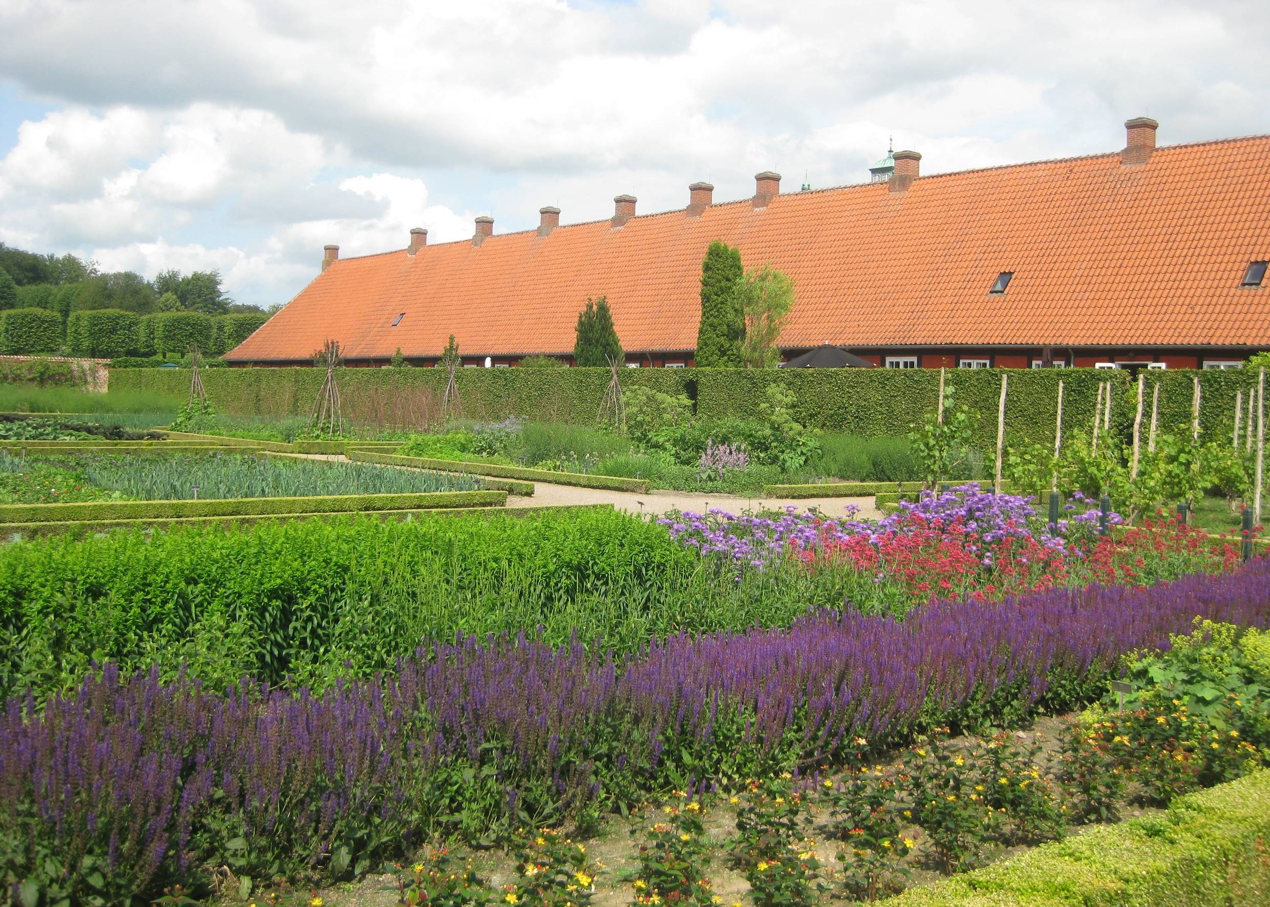 Garten mit blühendem Lavendel