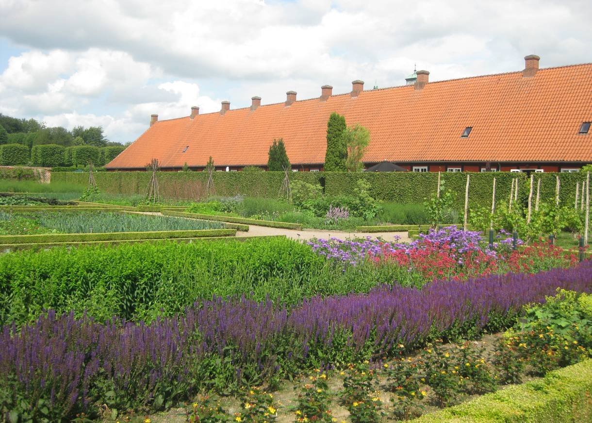 Garten mit blühendem Lavendel