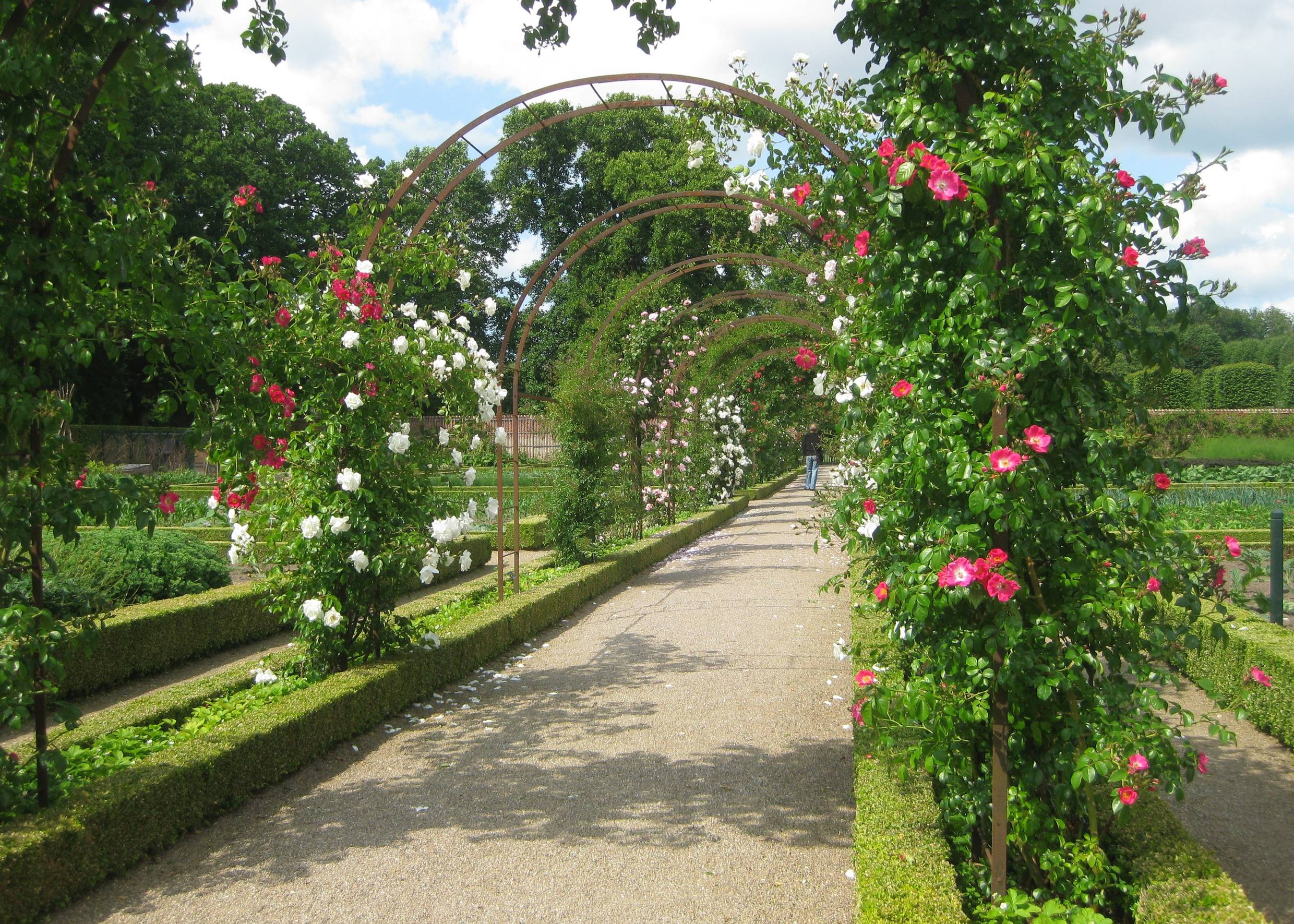 Blühende Rosen über einem Gartenweg