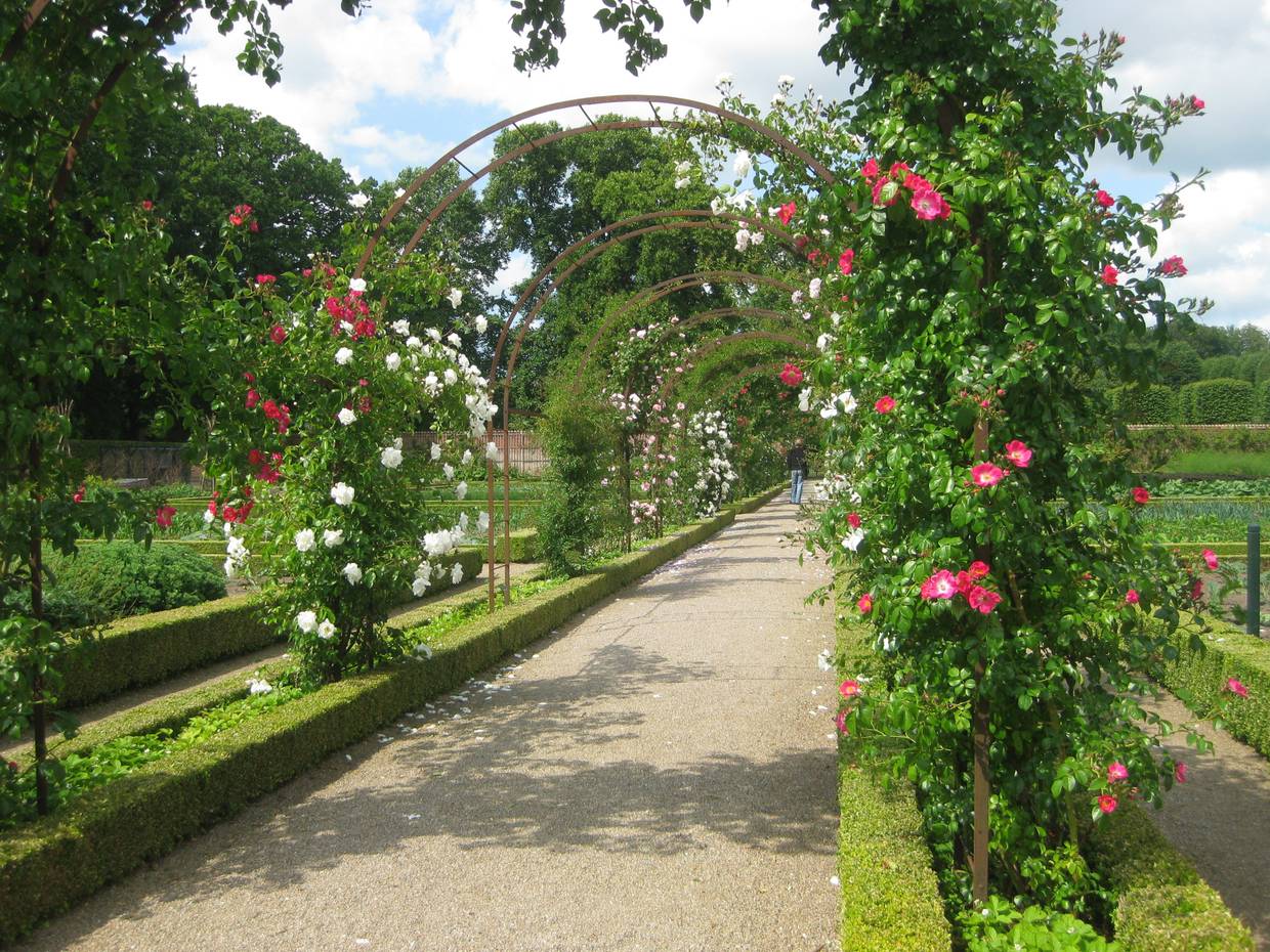 Blühende Rosen über einem Gartenweg