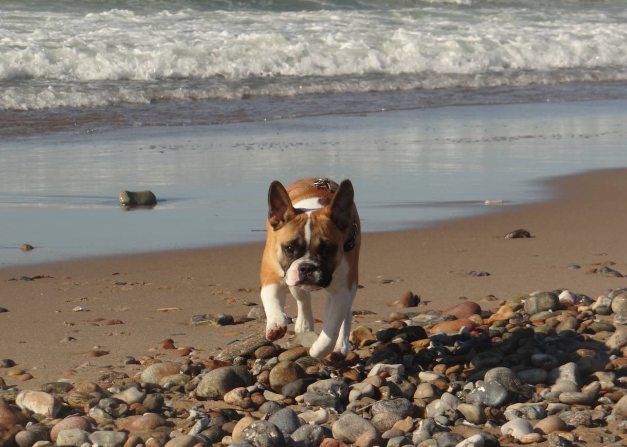 Selbst Hund Emma ist sicher: Ostsee, wir lieben dich!
