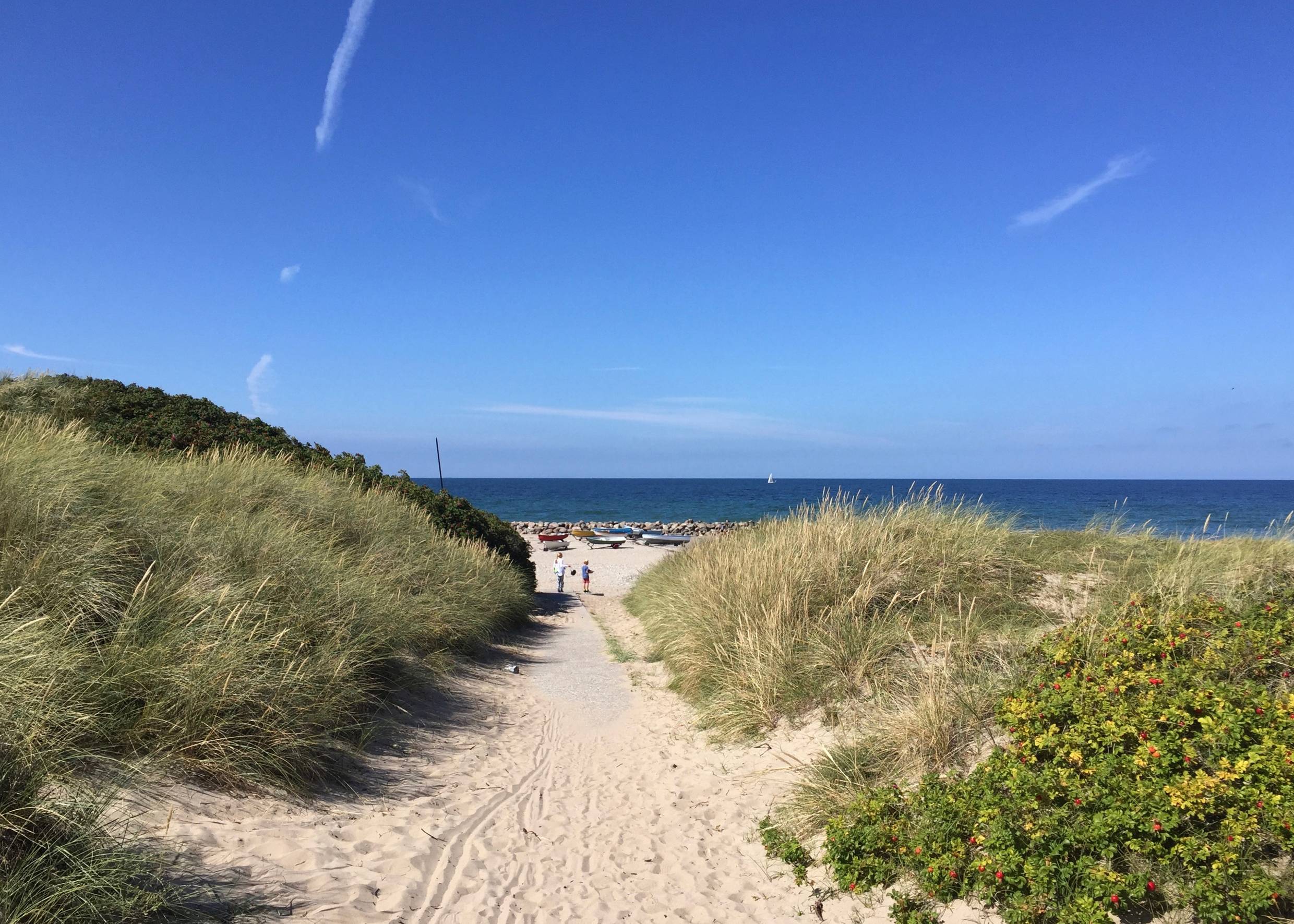 Strandweg auf Nordseeland zwischen flachen Dünen mit Strandhafer und Heckenrosen