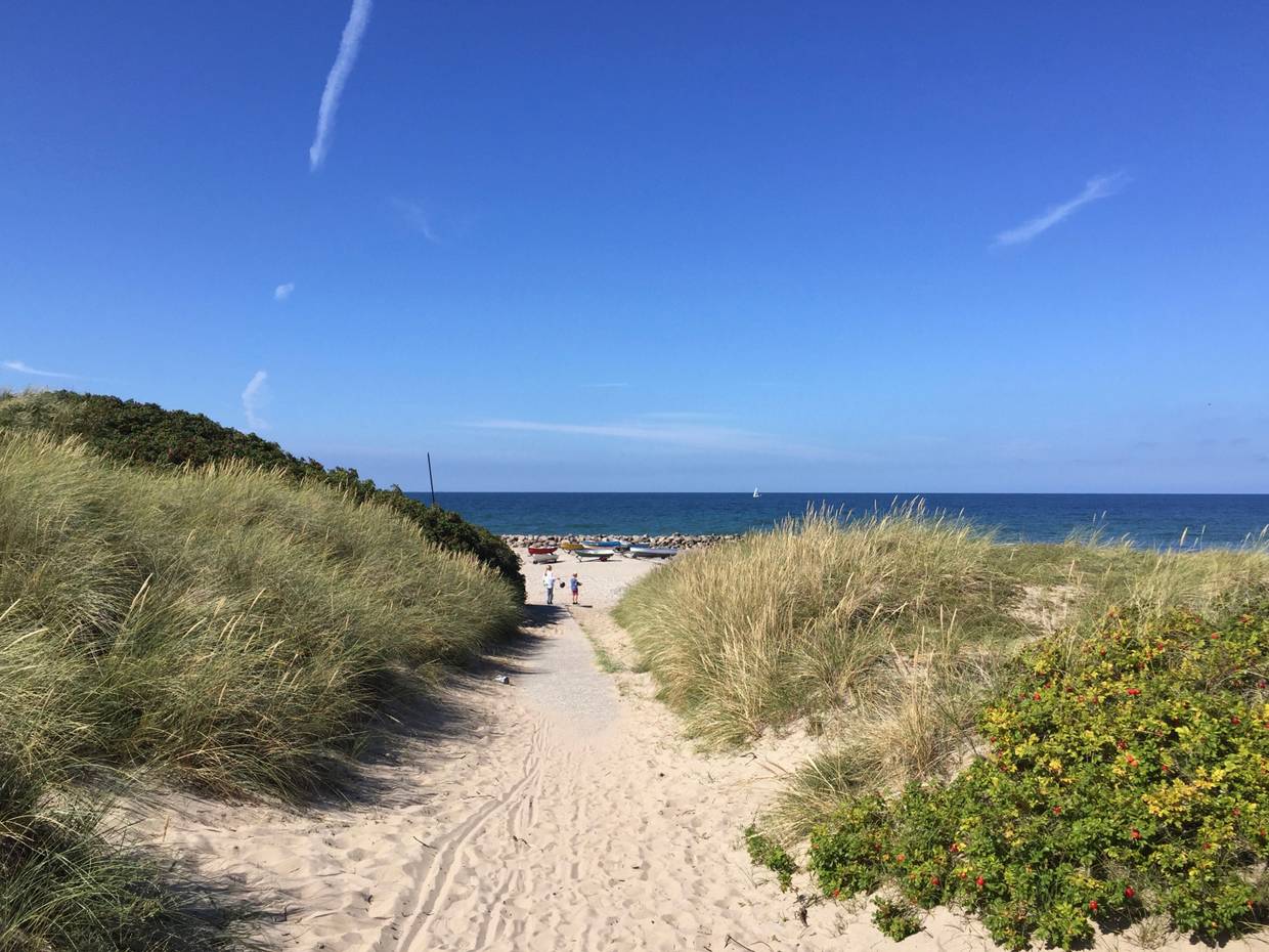 Strandweg auf Nordseeland zwischen flachen Dünen mit Strandhafer und Heckenrosen
