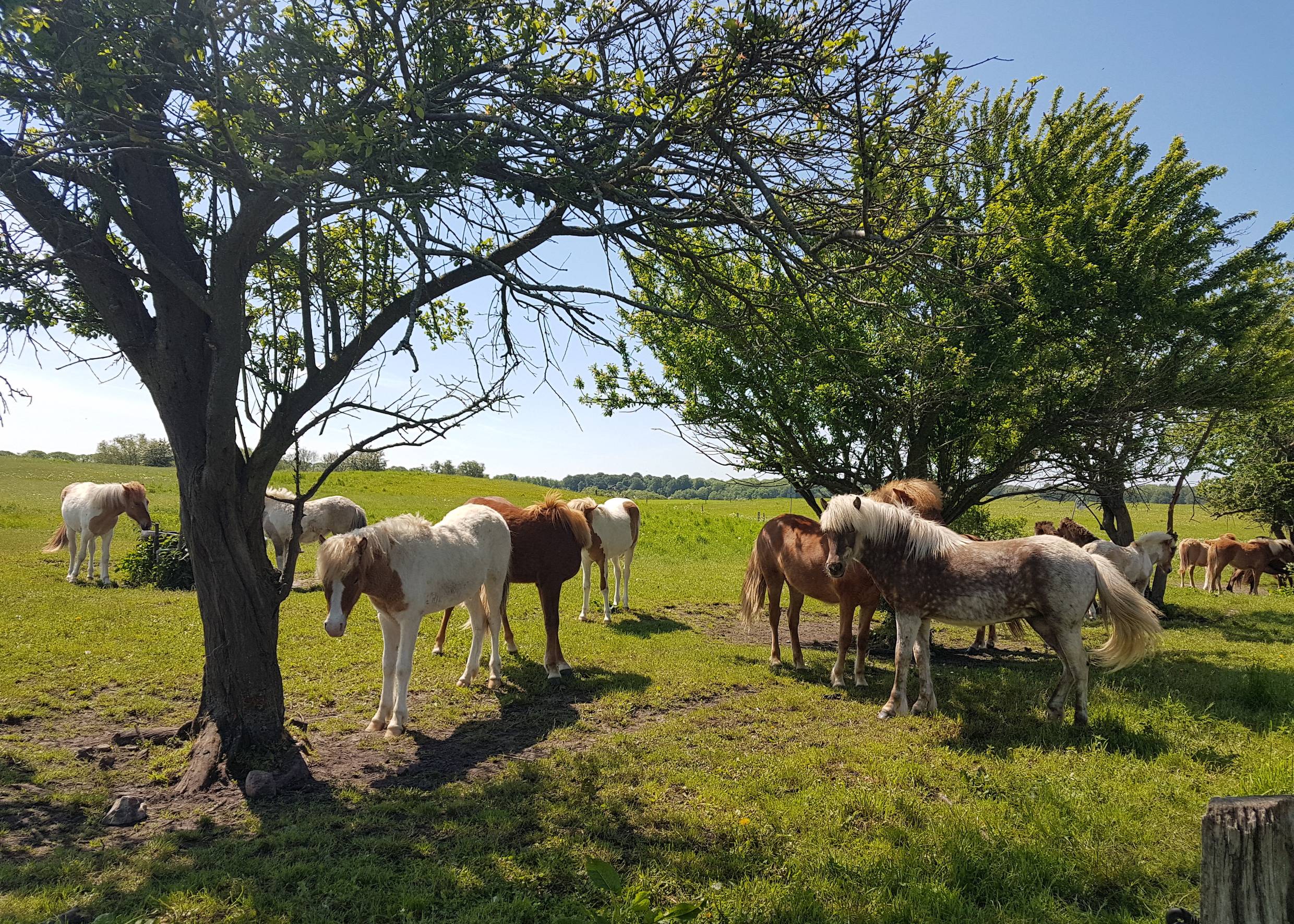 Zahlreiche Ponys am Zaun einer hügeligen Koppel