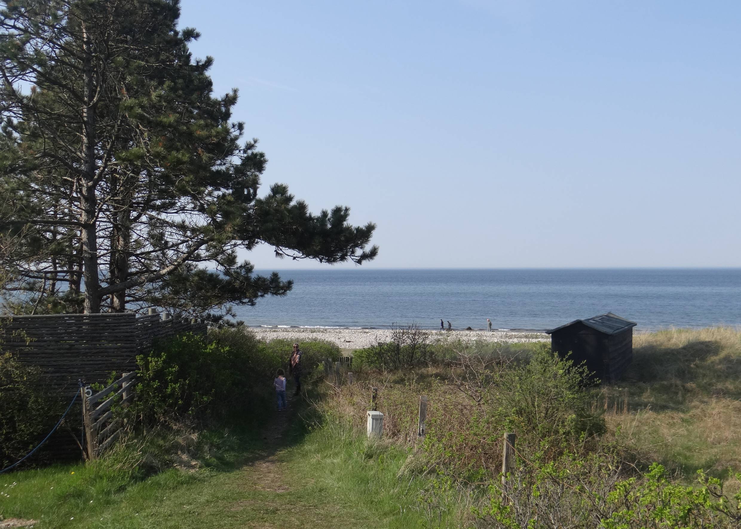 Blick auf den Strandzugang zwischen Kiefern und Heckenrosen im Frühjahr
