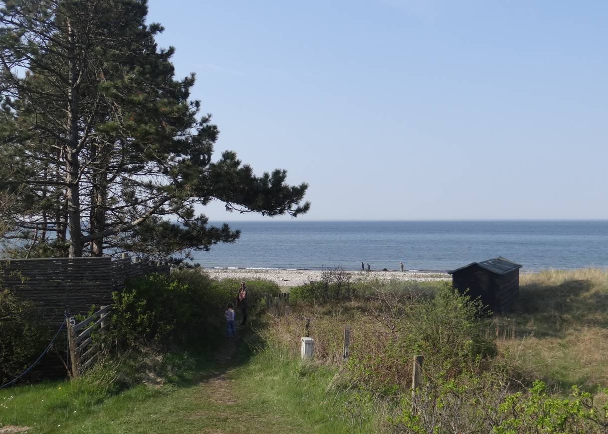 Blick auf den Strandzugang zwischen Kiefern und Heckenrosen im Frühjahr
