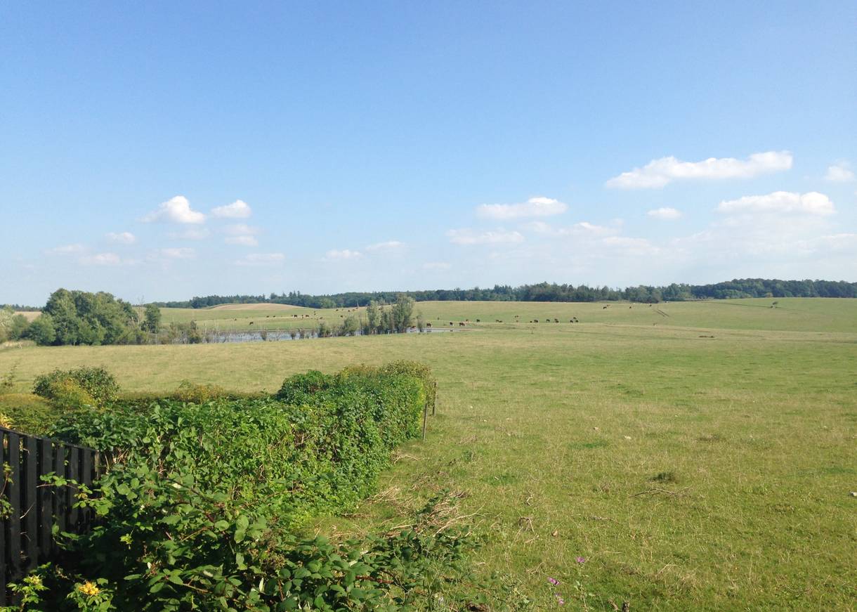 Sanft hügelige Wiesen mit braunen Kühen