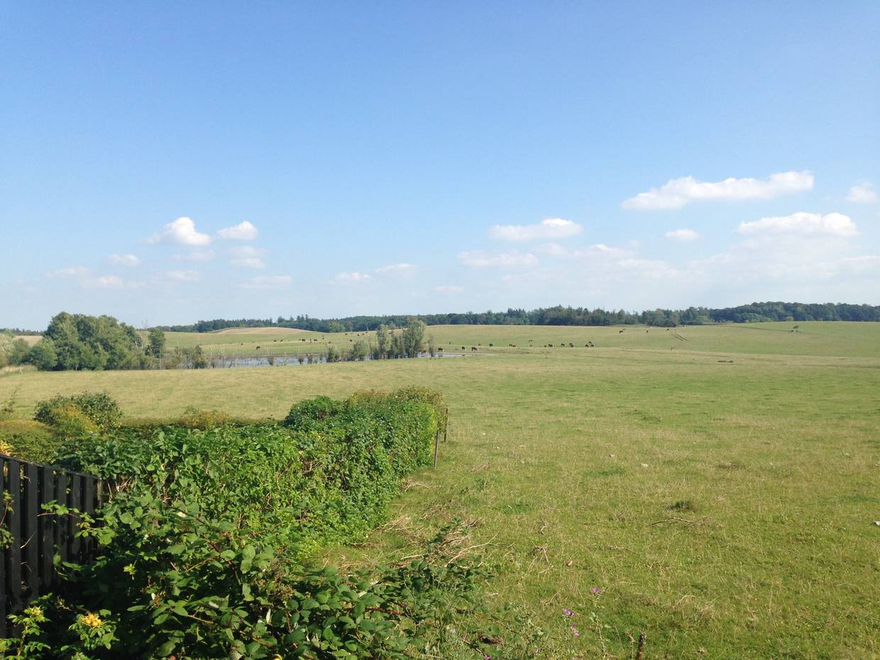 Sanft hügelige Wiesen mit braunen Kühen