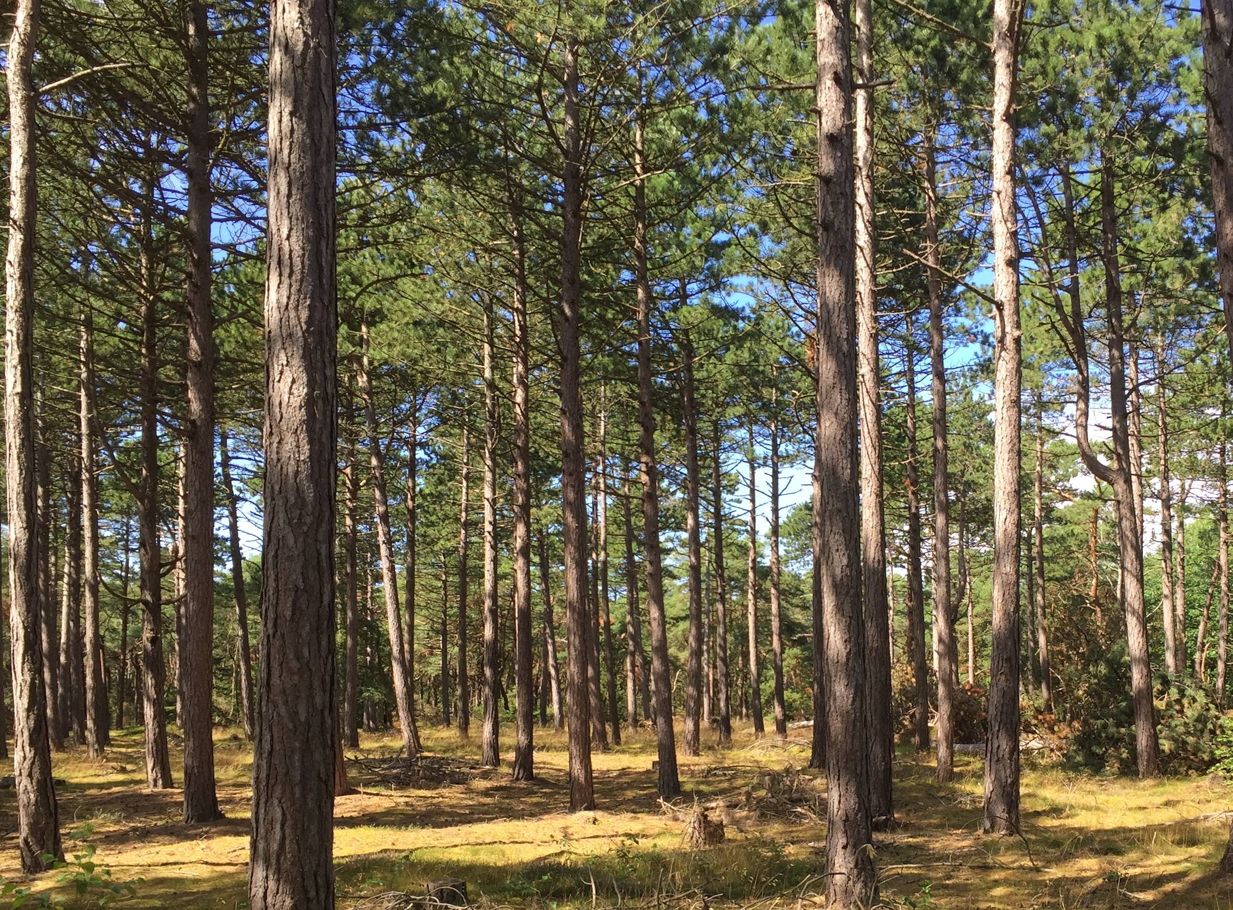Blick durch einen lichten Wald mit hohen Kiefern