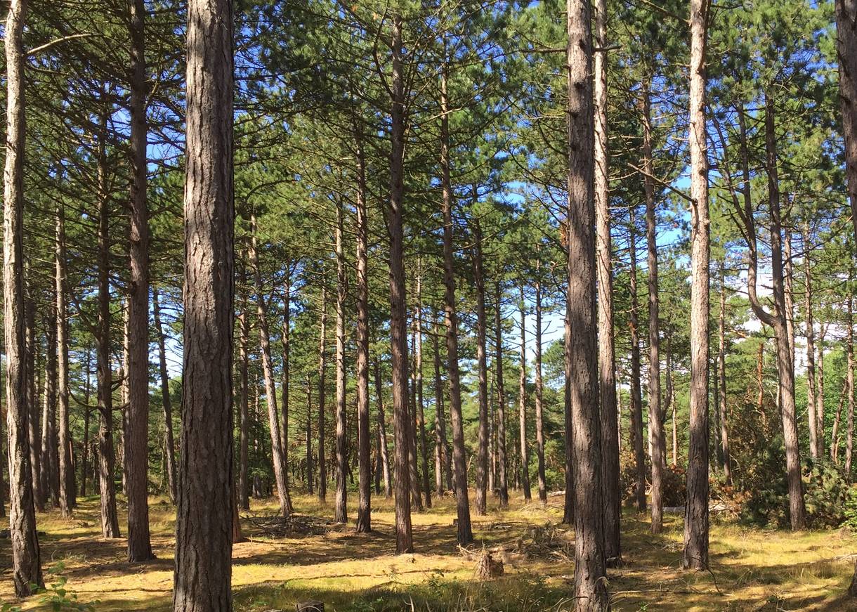 Blick durch einen lichten Wald mit hohen Kiefern