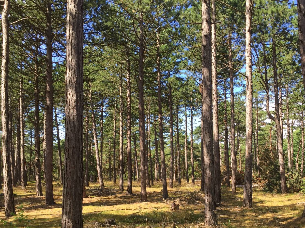 Blick durch einen lichten Wald mit hohen Kiefern