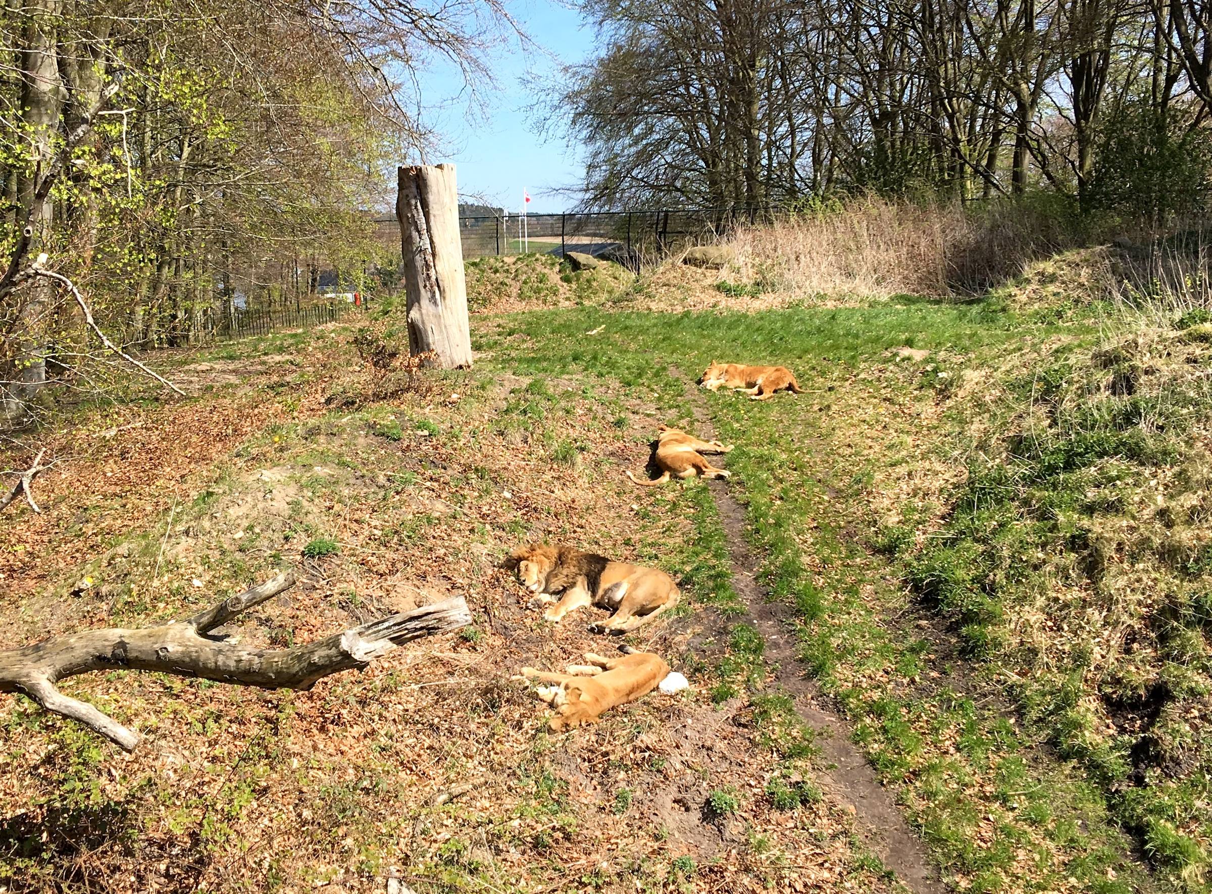Löwen liegen im Gras