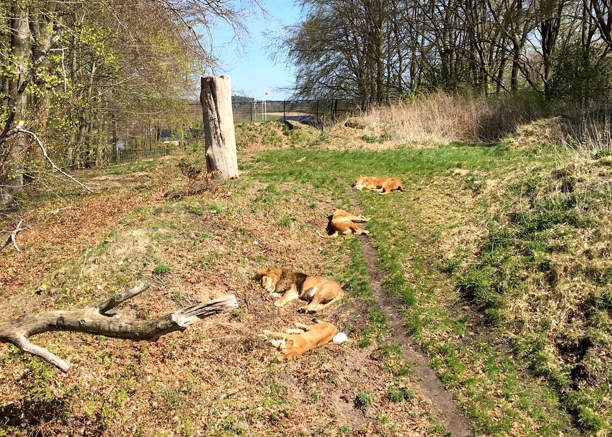 Löwen liegen im Gras