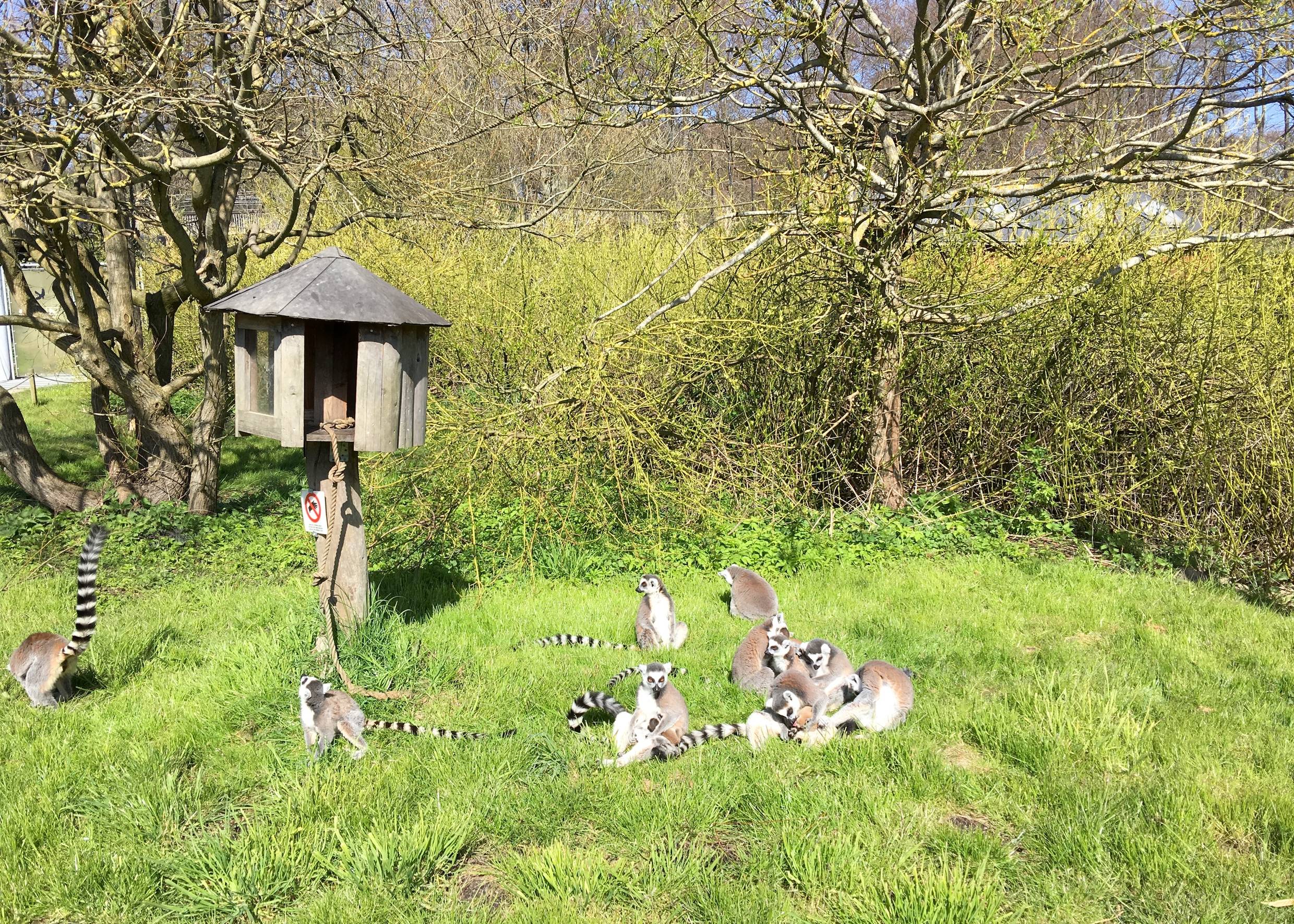 Lemuren spielen auf einer grünen Wiese