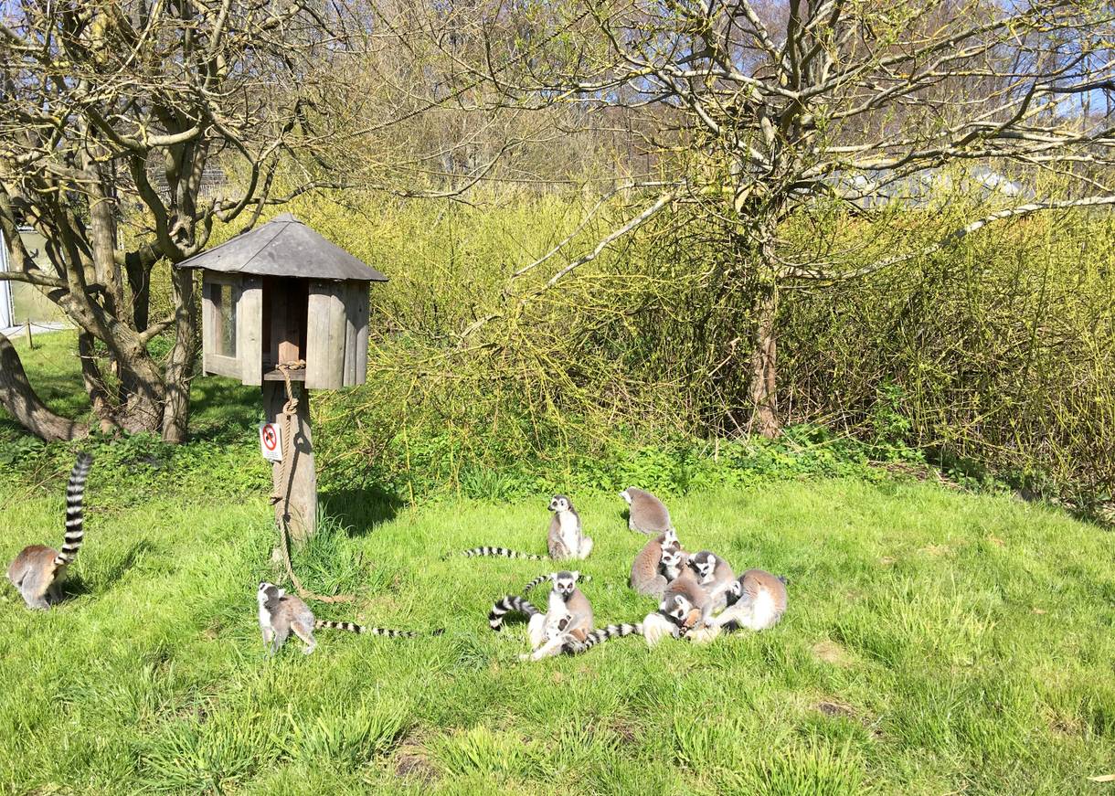 Lemuren spielen auf einer grünen Wiese