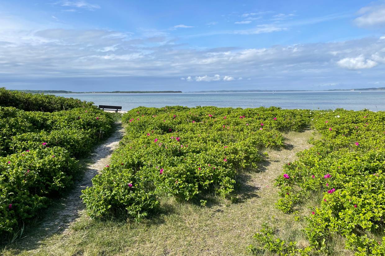 Foto von Vibæk Strand