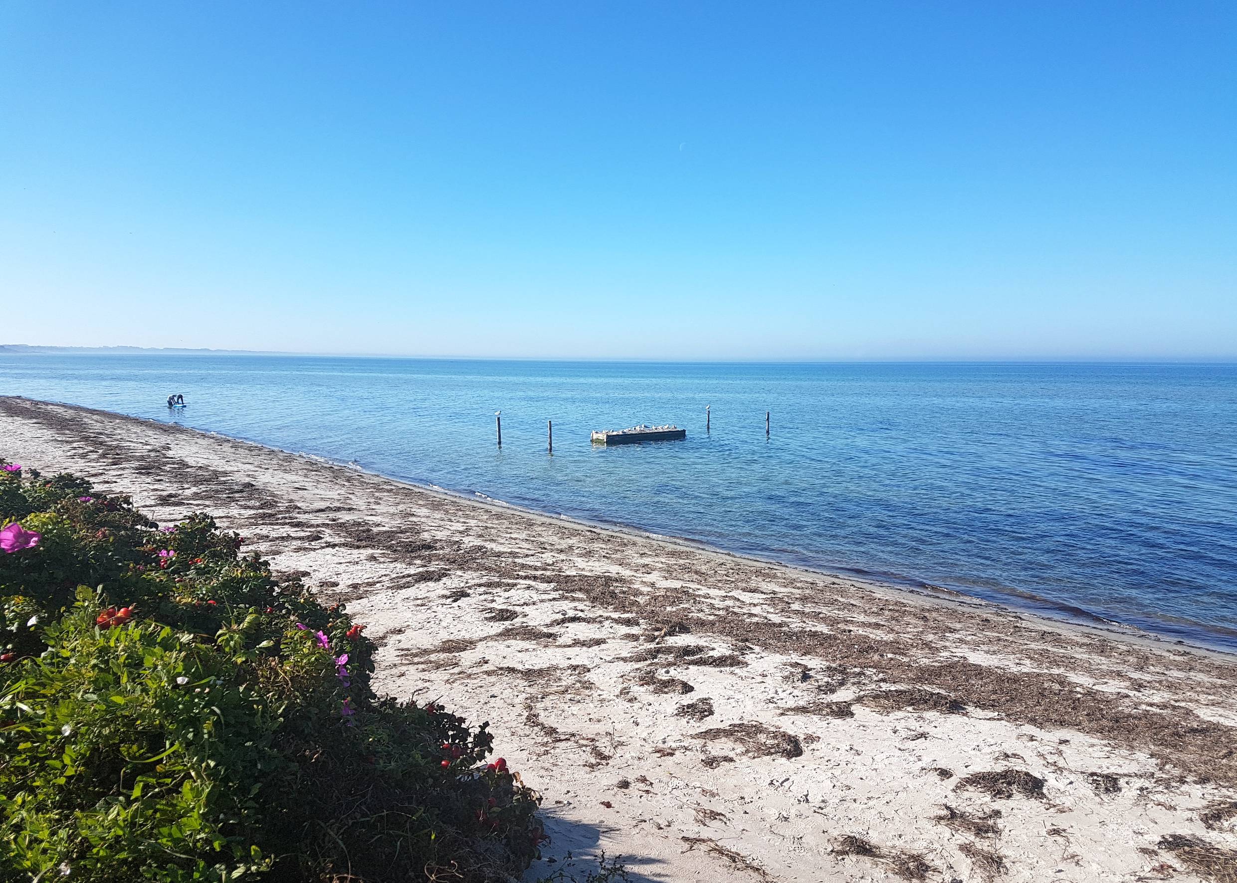 Schmaler Sandstrand mit viel Seegras, im Wasser ein Floß mit Möwen