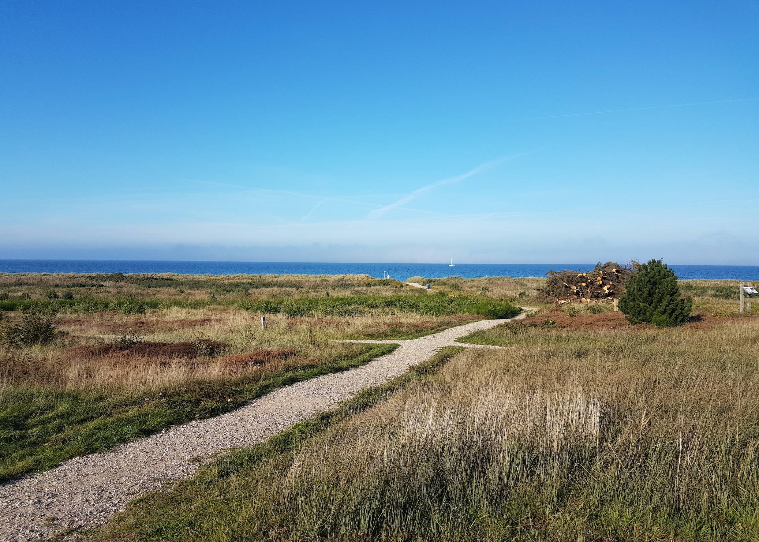 Blick auf einen Wanderweg in einer Heidefläche, dahinter das Meer