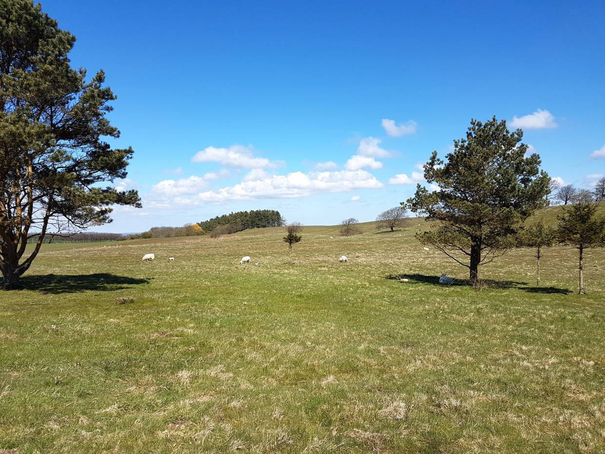 Schafe weiden auf den Wiesen in Mols