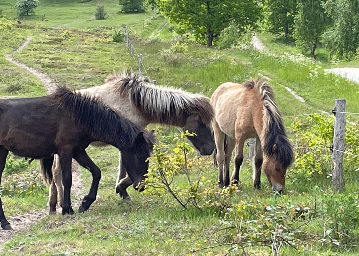 Grasende Wildpferde im Grünen