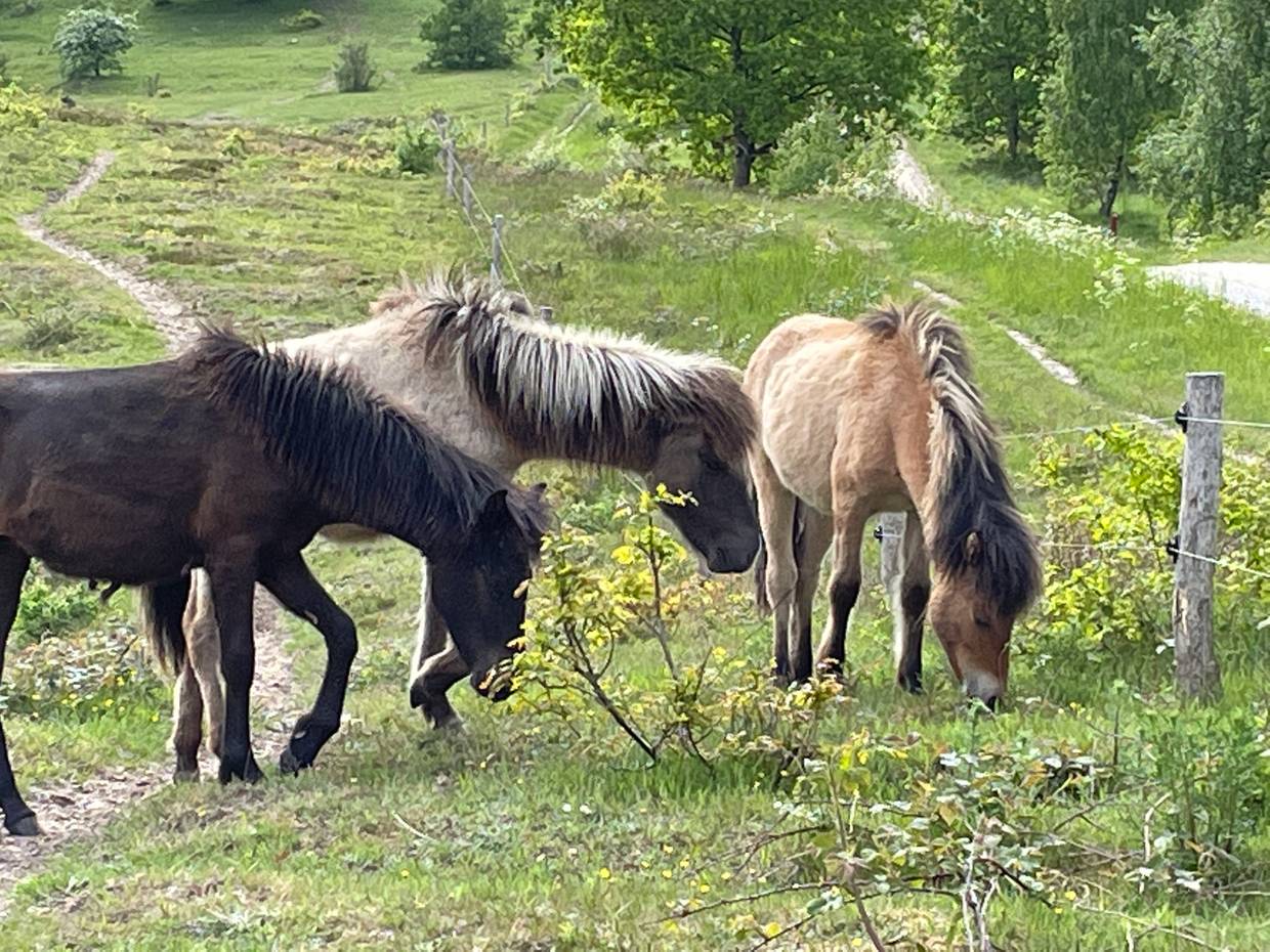 Grasende Wildpferde im Grünen