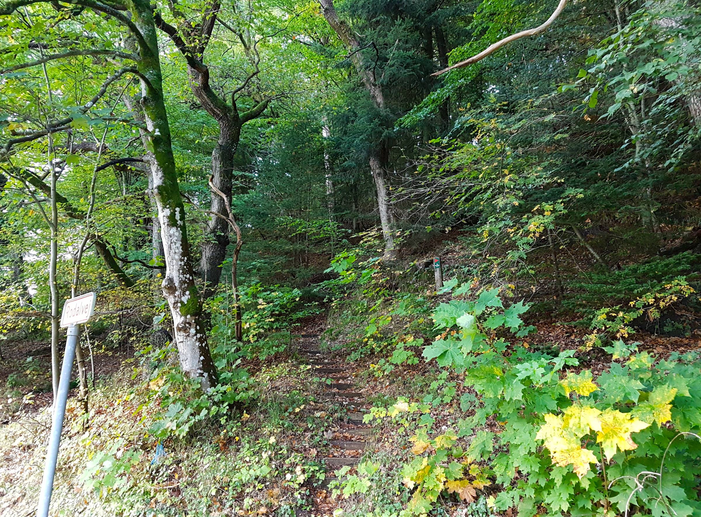 schmaler Pfad, der durch den Wald bergan führt