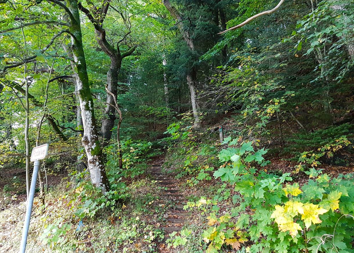 schmaler Pfad, der durch den Wald bergan führt