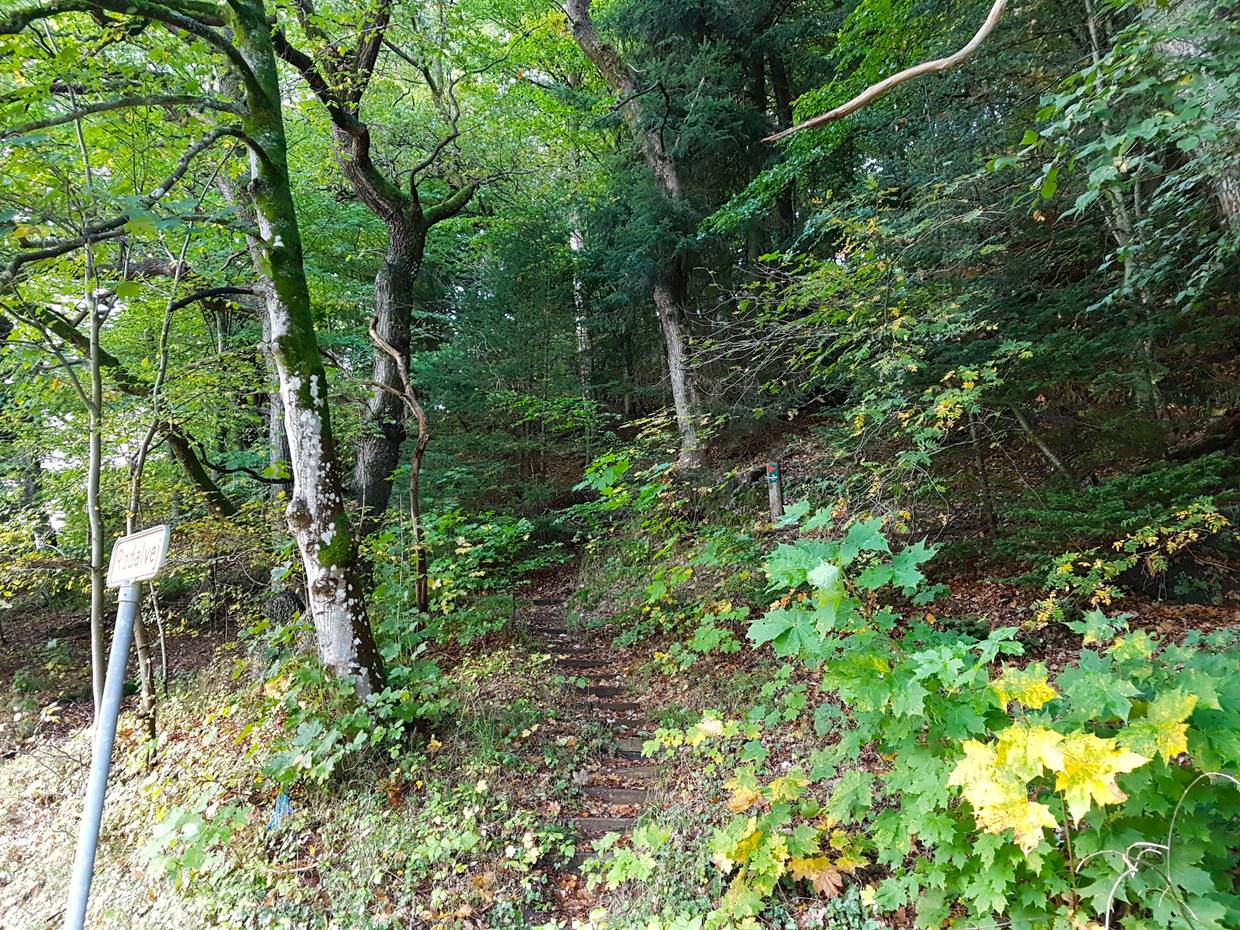 schmaler Pfad, der durch den Wald bergan führt
