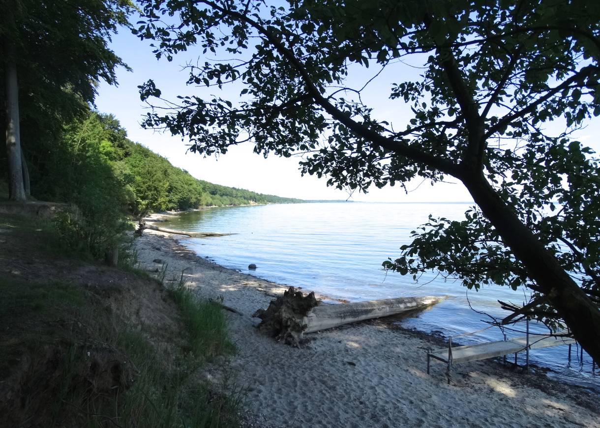 Sandstrand vor dem Wald mit einem Steg und einem umgefallenen, sehr großen Baum im Wasser