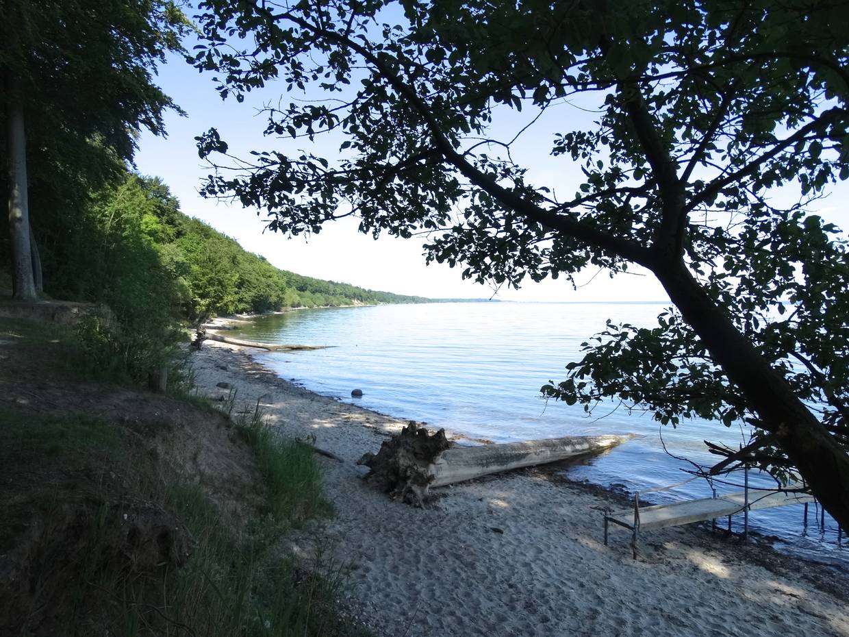 Sandstrand vor dem Wald mit einem Steg und einem umgefallenen, sehr großen Baum im Wasser
