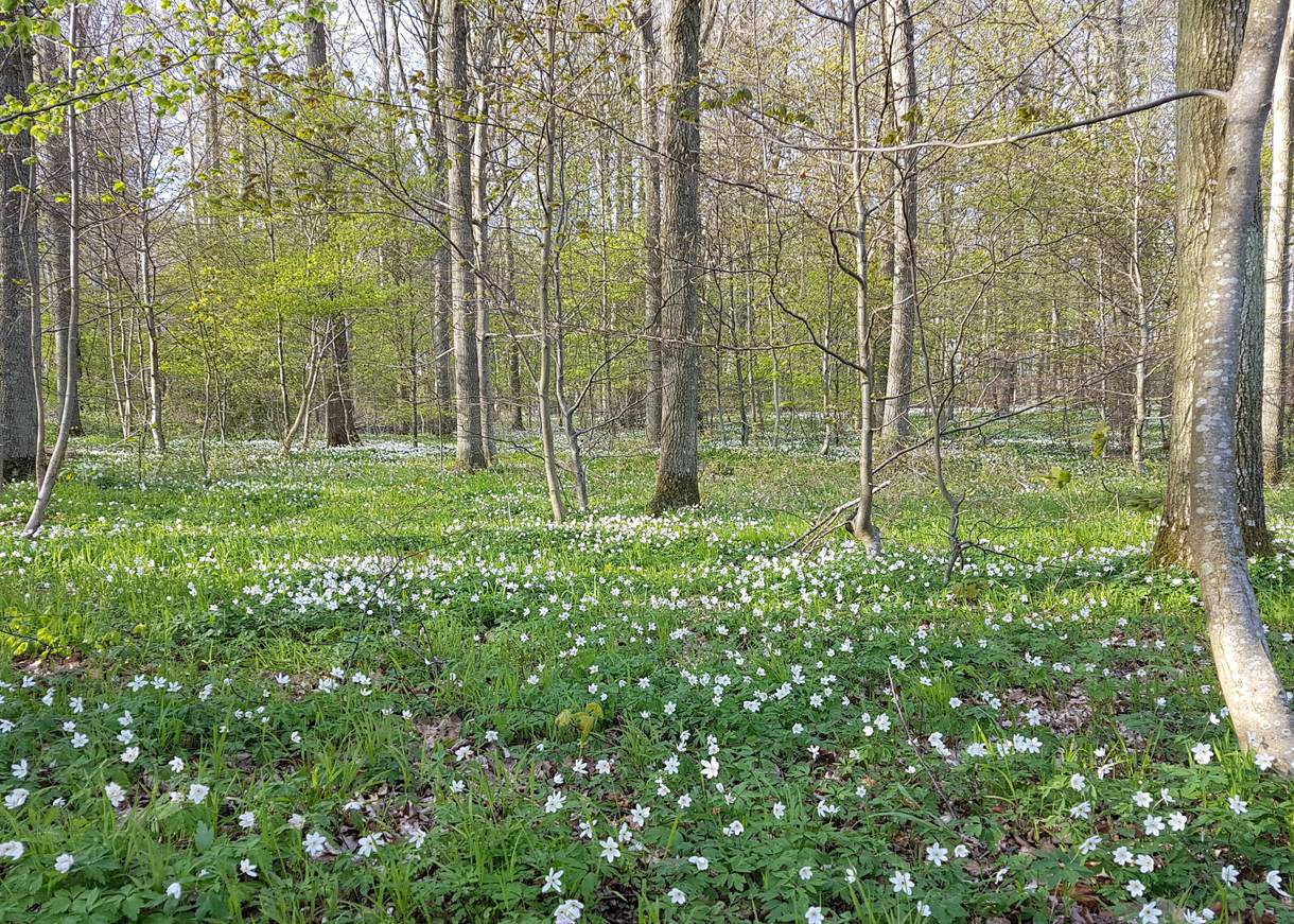 Laubwald mit hohen Bäumen im Frühjahr