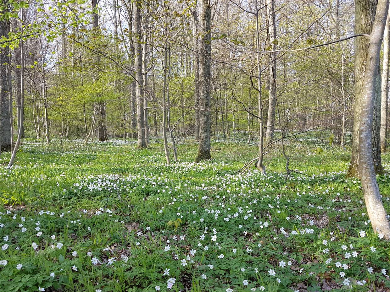 Laubwald mit hohen Bäumen im Frühjahr