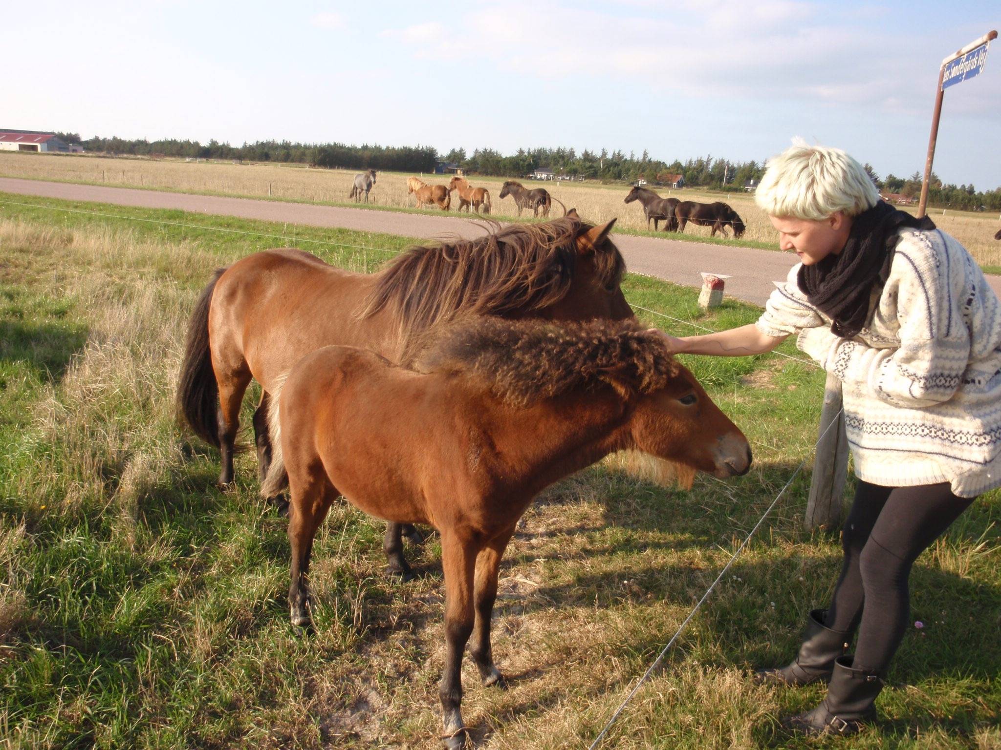 Mädchen streichel Ponys auf der Weide