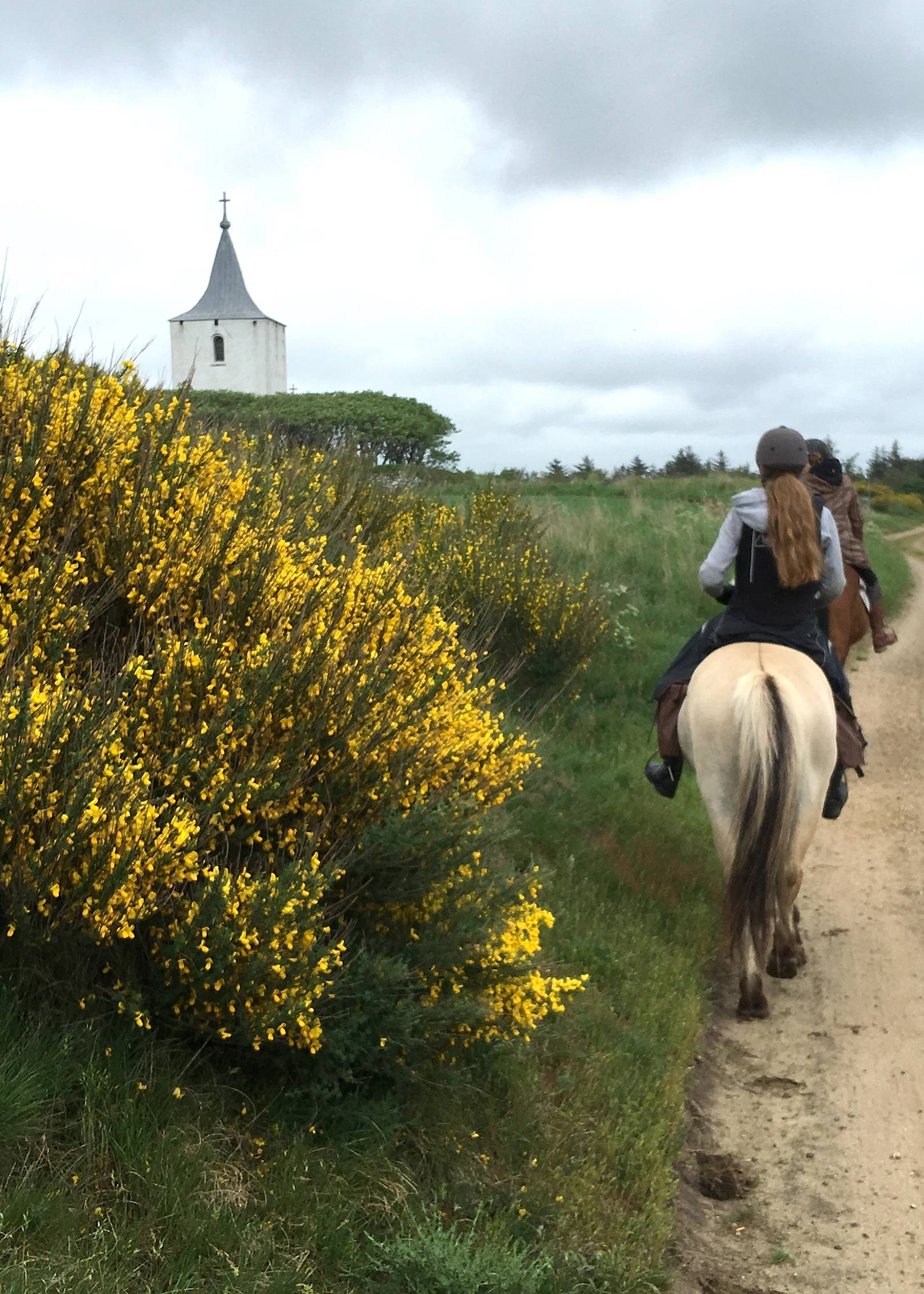 Reiter auf einem Feldweg mit blühendem Ginster