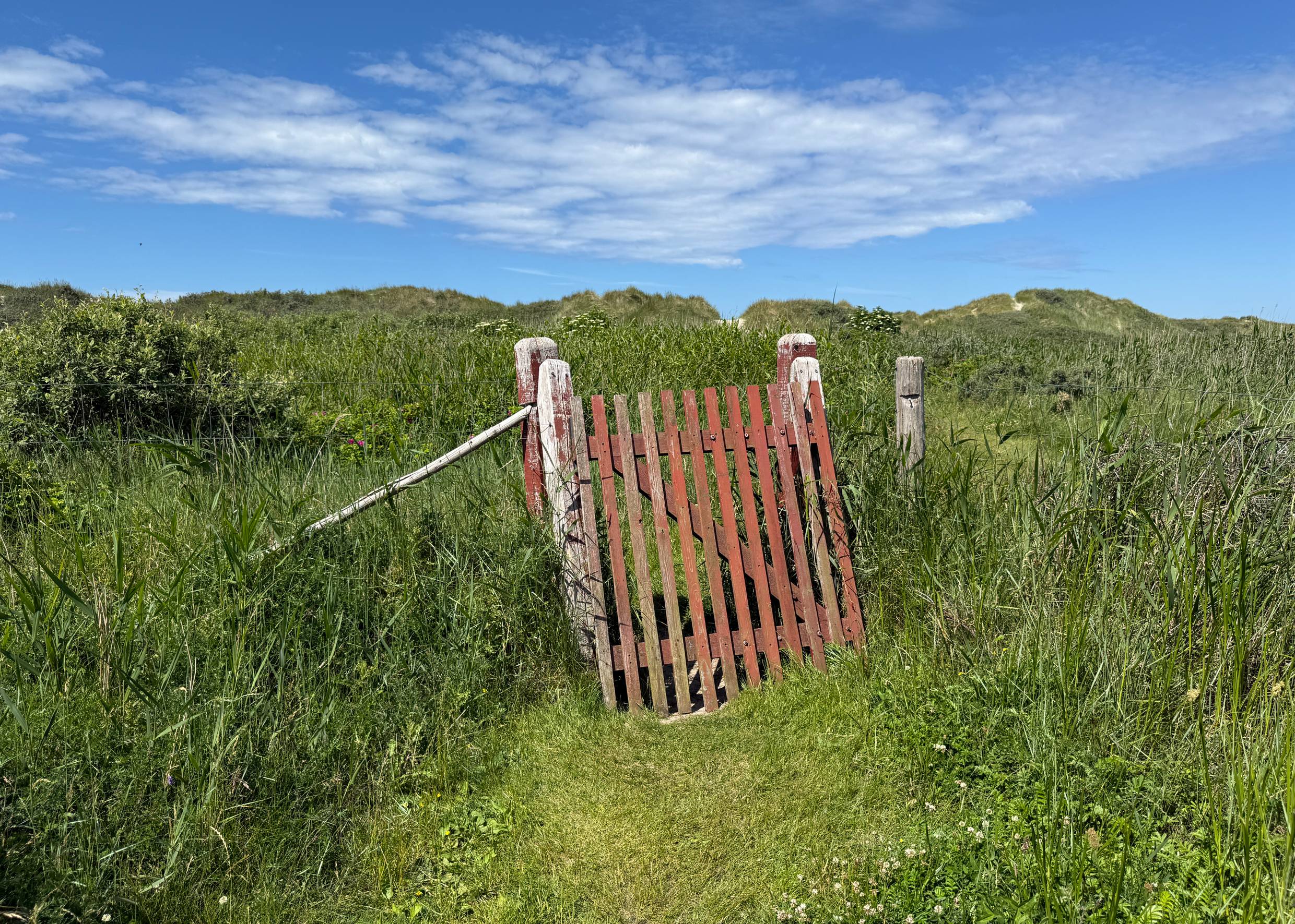 Pforte zu einem umzäunten Gebiet im Schilf