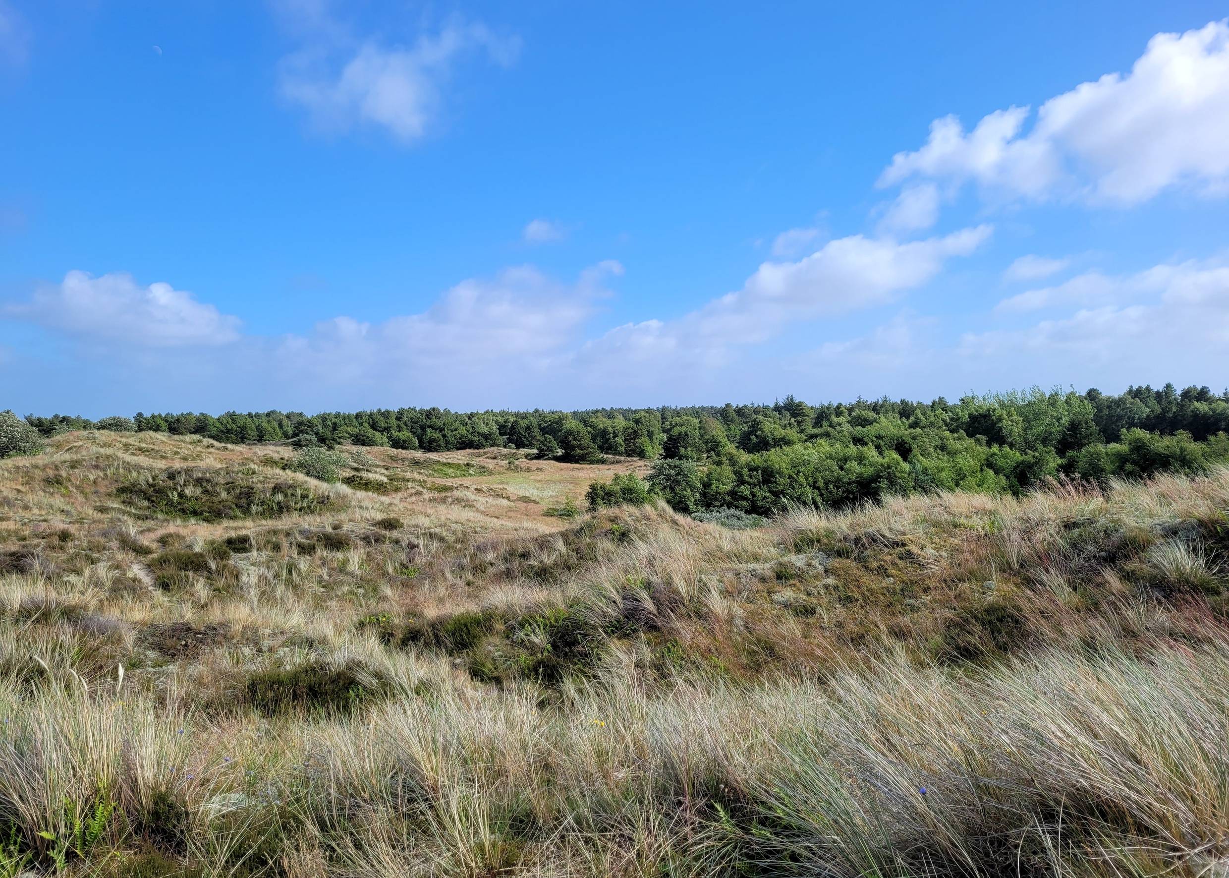 Blick auf eine hügelige, grüne Dünenlandschaft