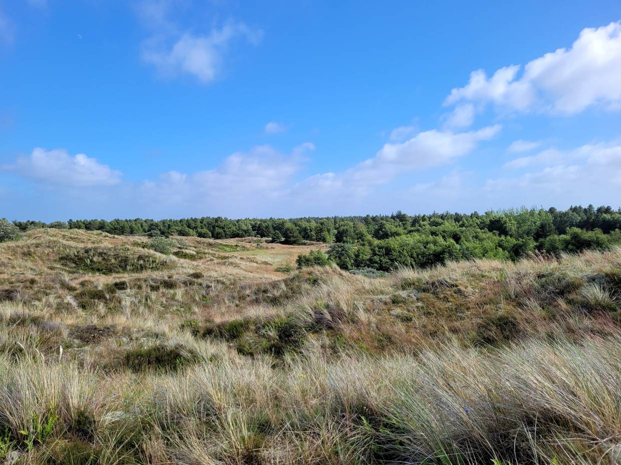 Blick auf eine hügelige, grüne Dünenlandschaft