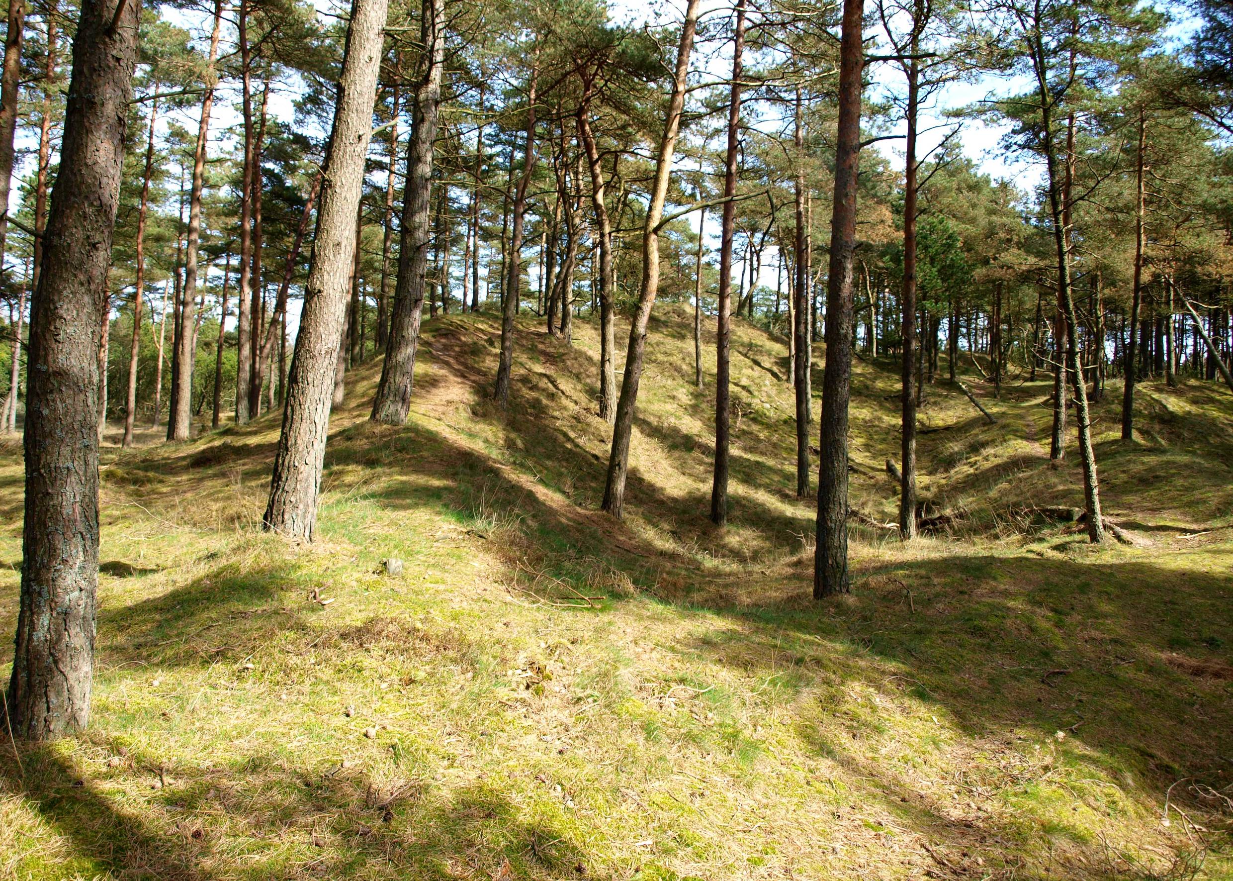Hügeliger Kiefernwald 