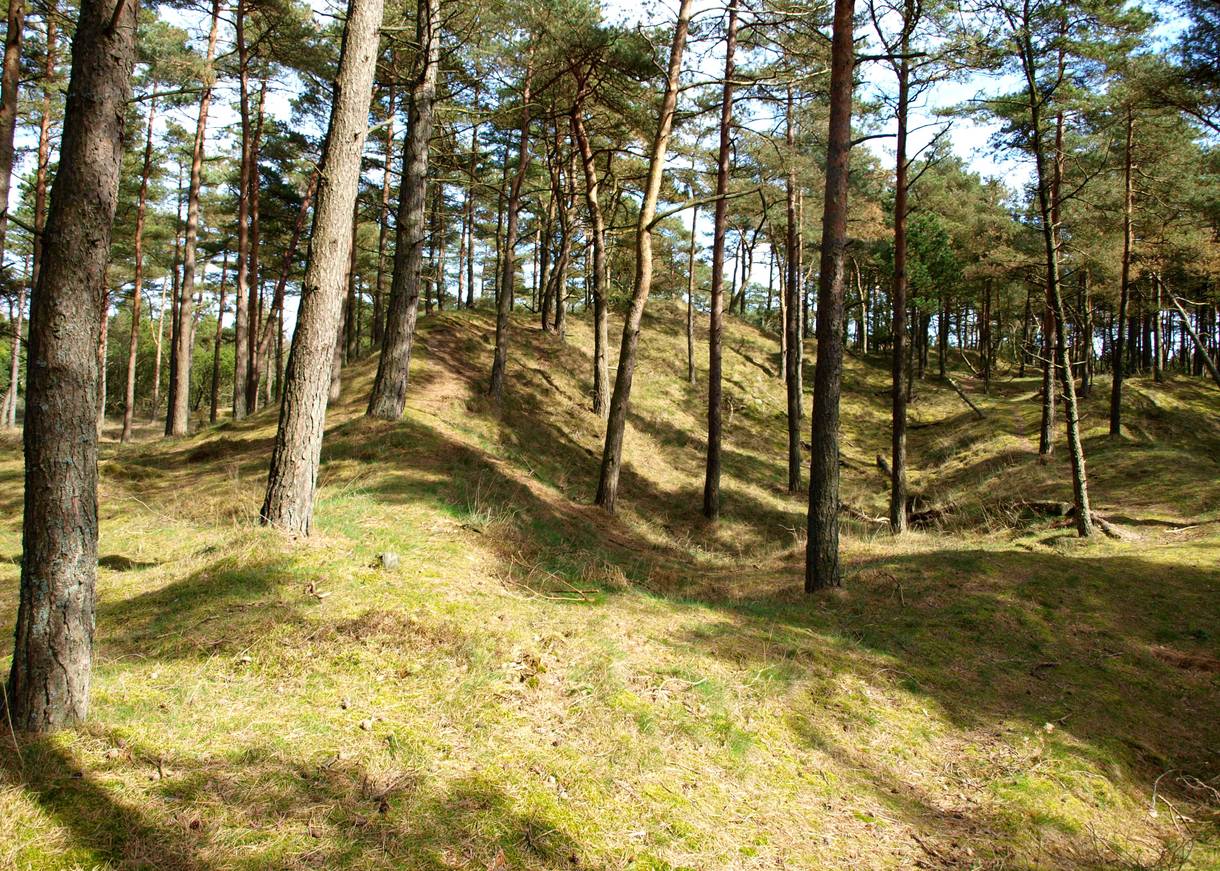 Hügeliger Kiefernwald 