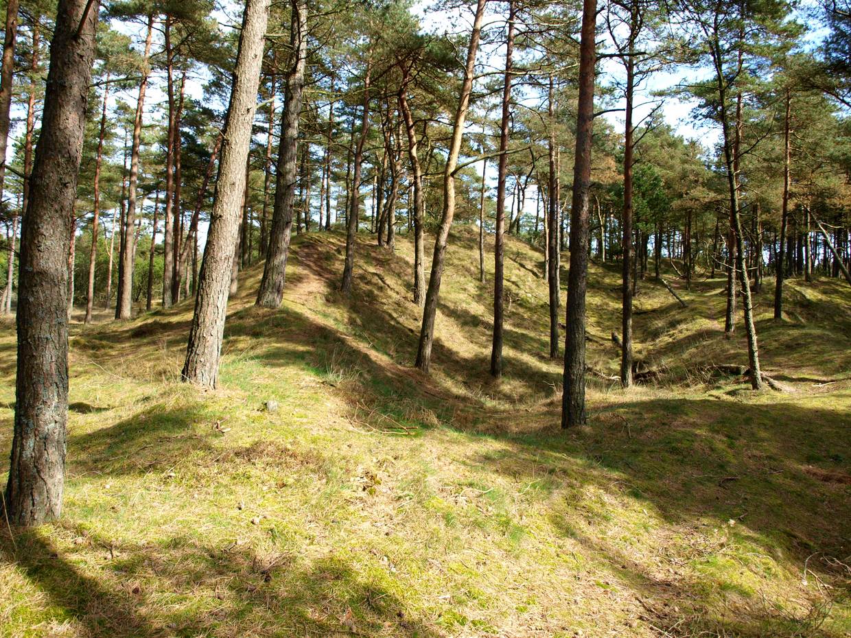 Hügeliger Kiefernwald 