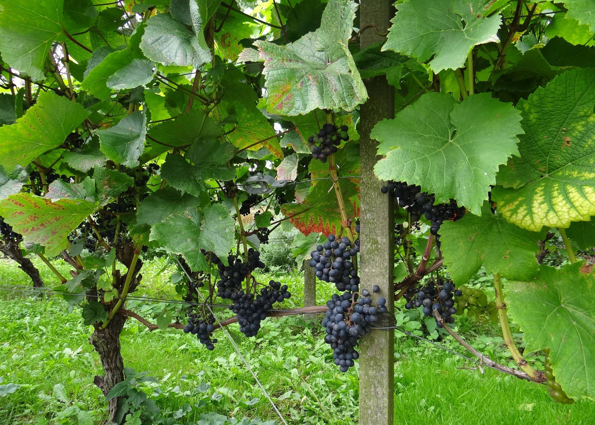 Blaue Weintrauben an einem Weinstock