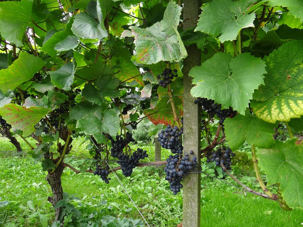 Blaue Weintrauben an einem Weinstock