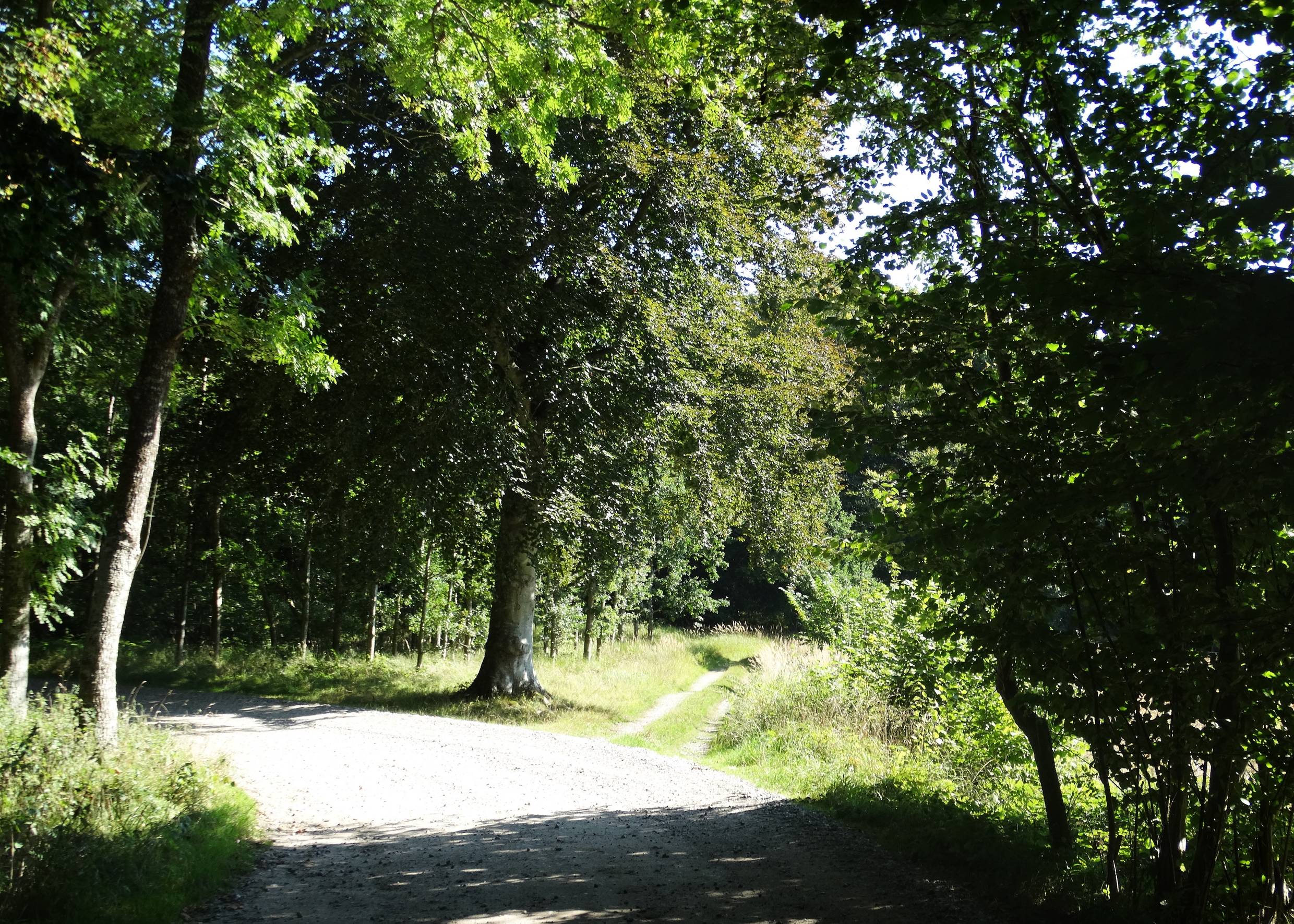 Waldwege unter Laubbäumen