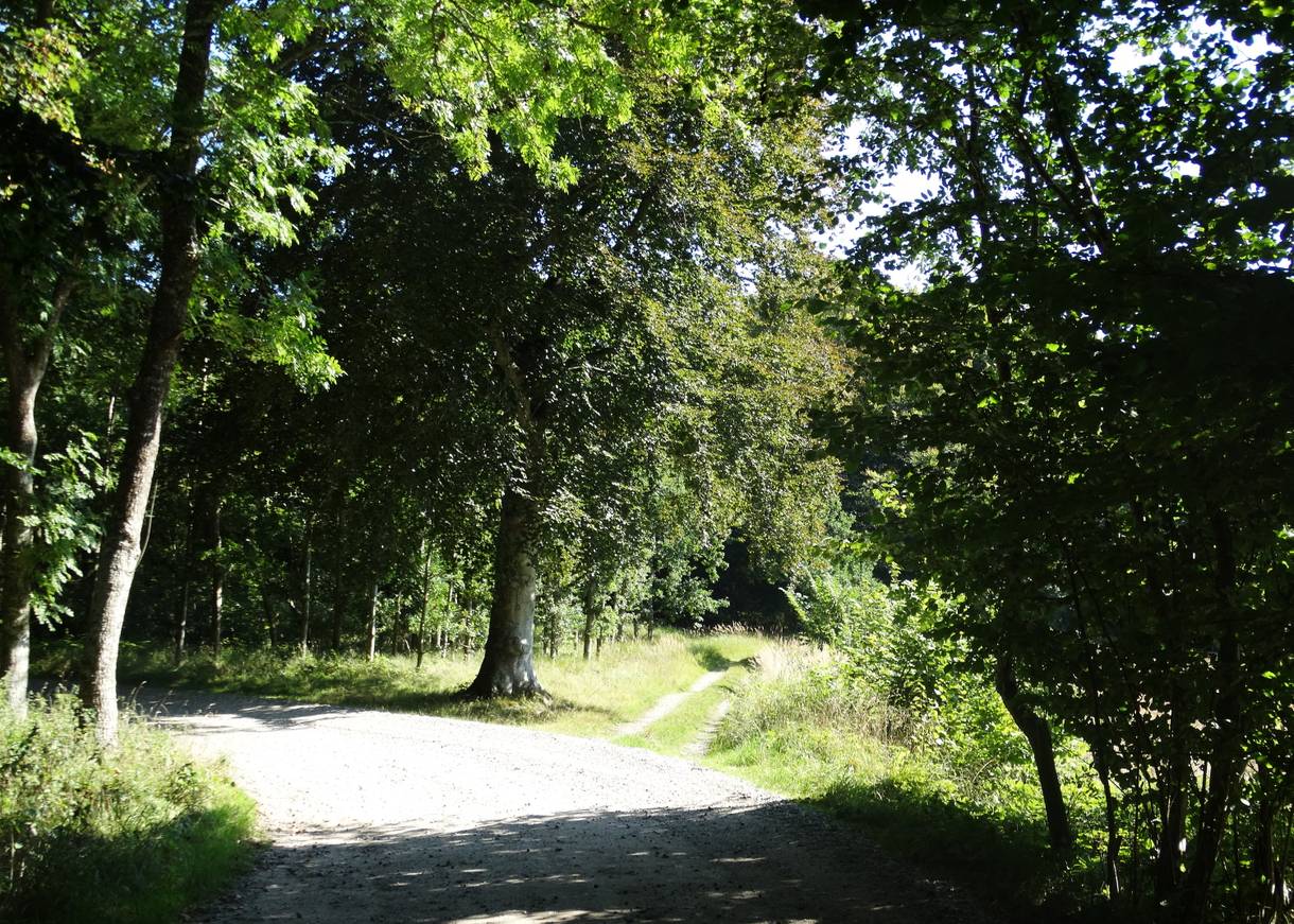 Waldwege unter Laubbäumen