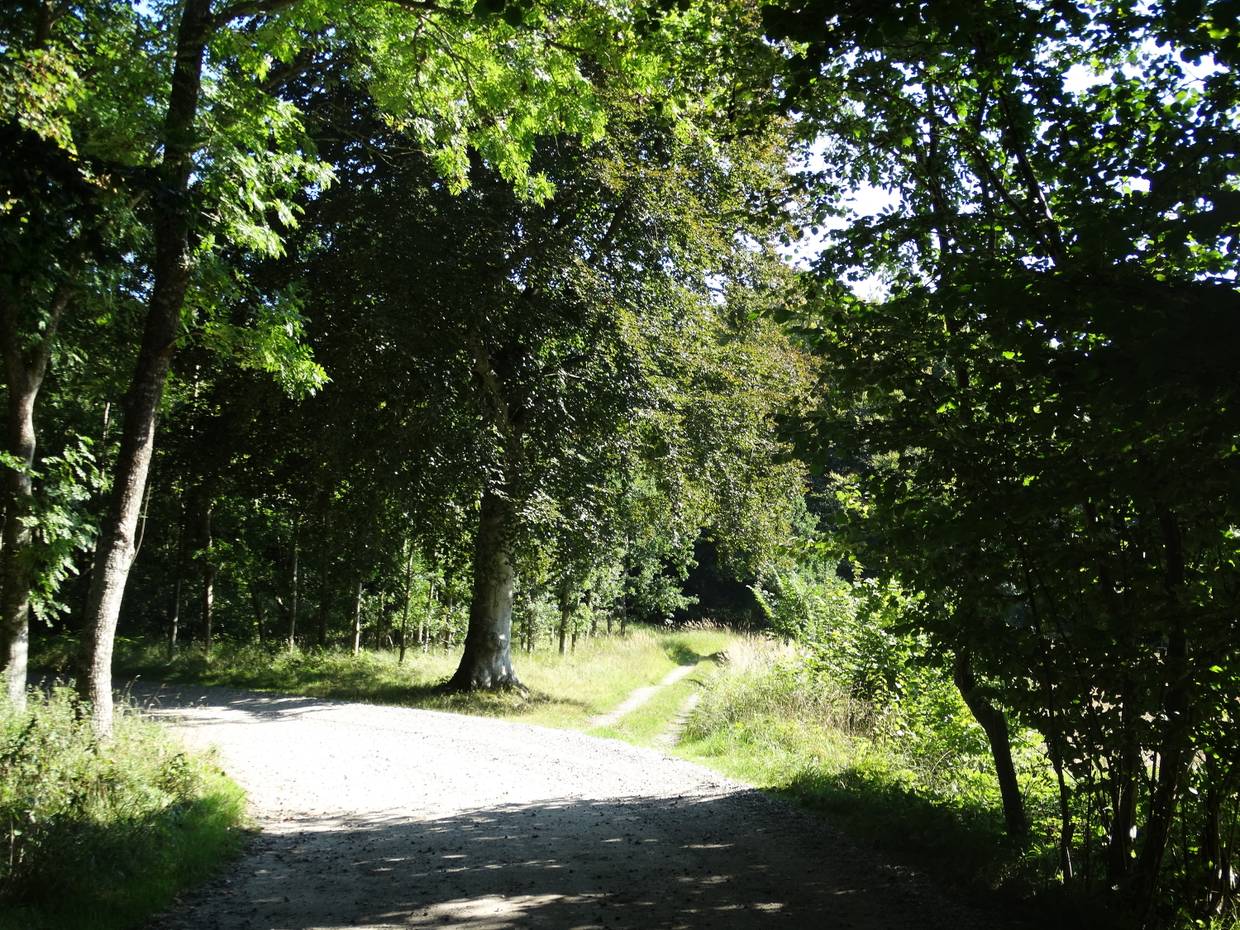 Waldwege unter Laubbäumen