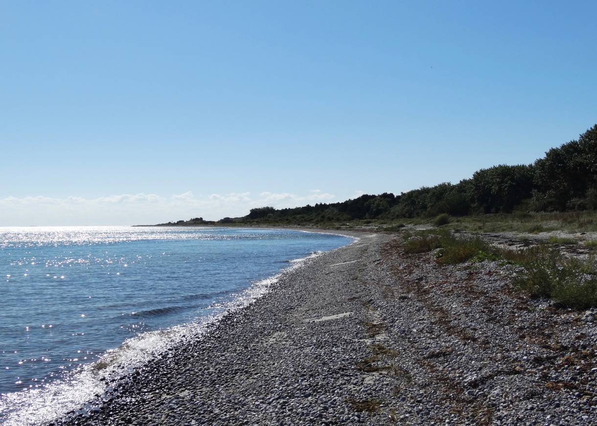 Steiniger Strand vor einem Wald